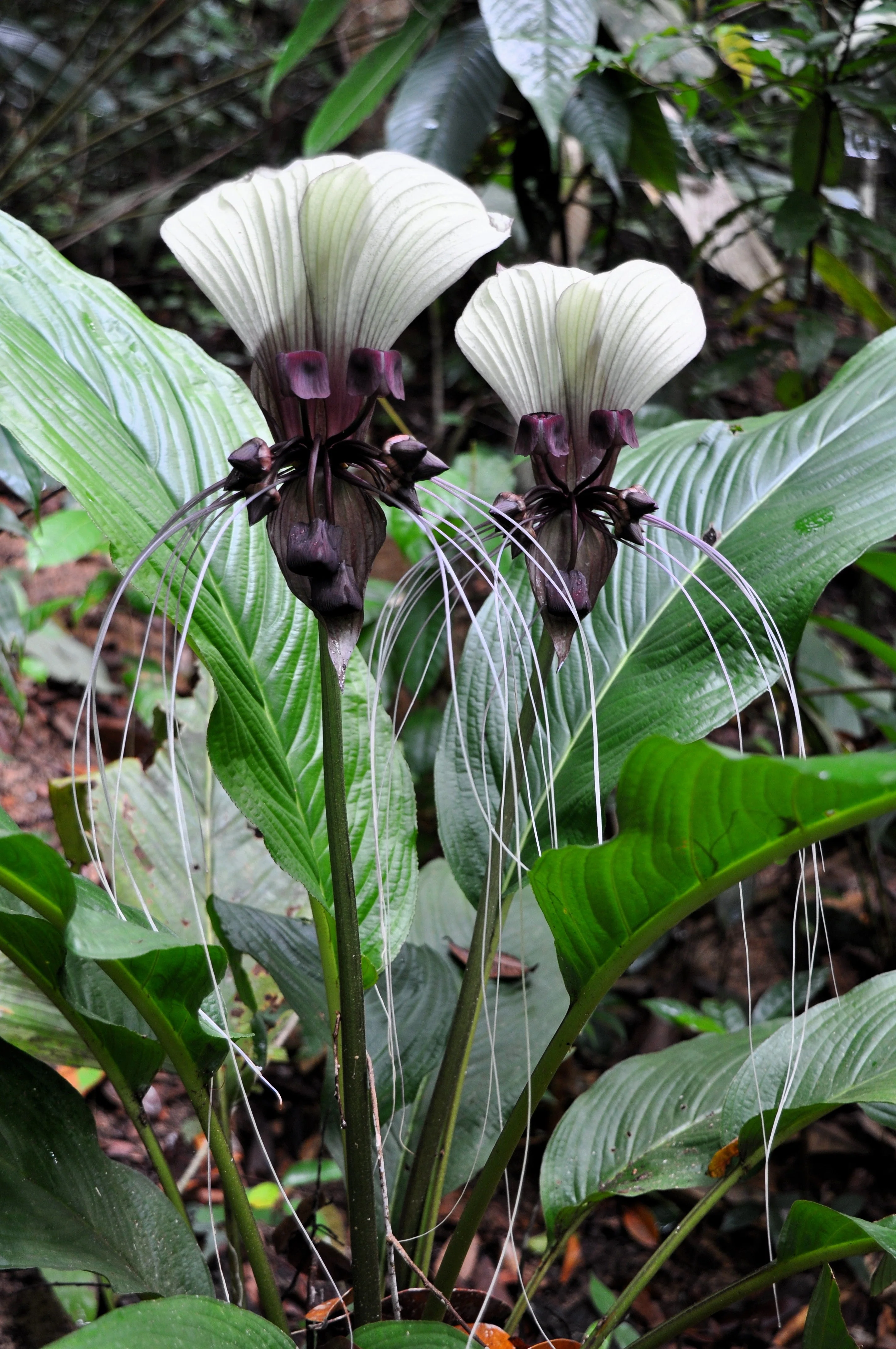 5 WHITE BAT FLOWER Tacca Integrifolia Nivea Bat Head Lily Flower Seeds - Image 10