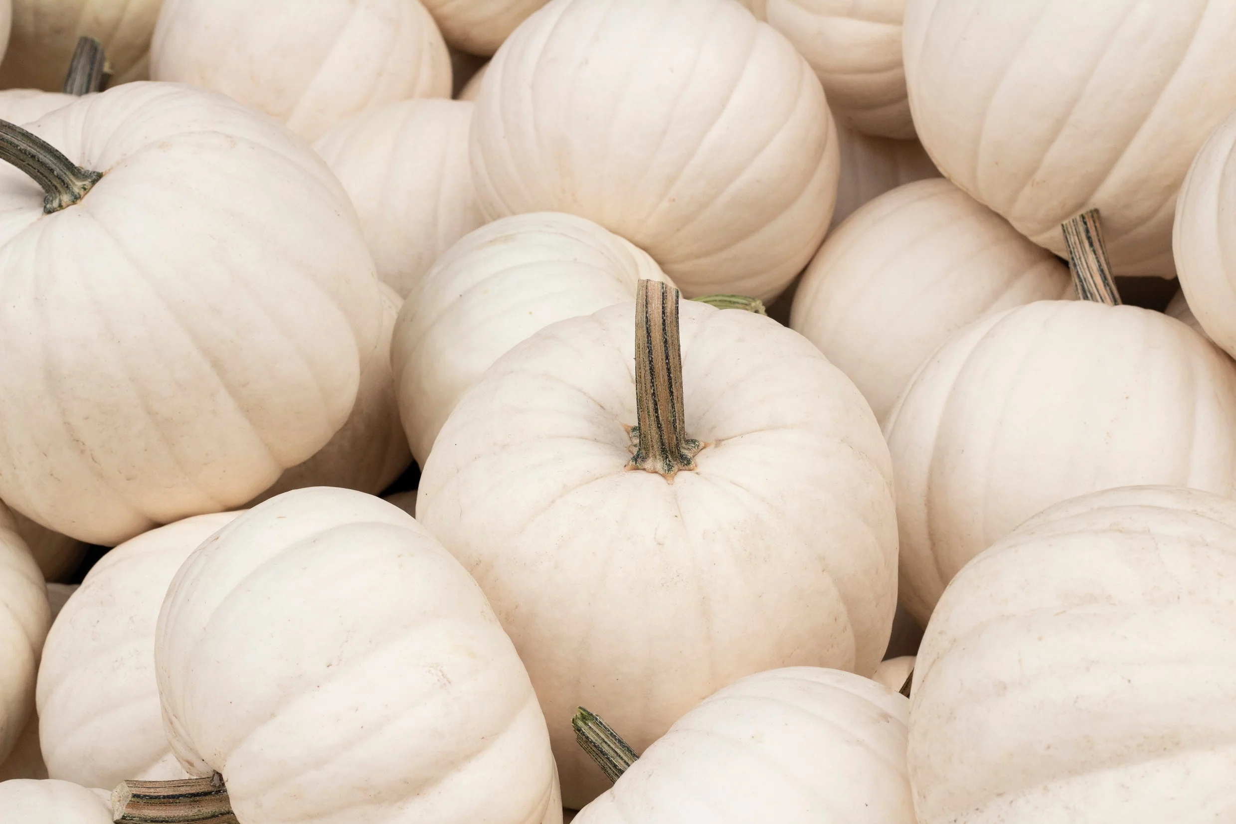 5 WHITE CASPER PUMPKIN White Skin Orange Flesh Cucurbita Maxima Vegetable Seeds - Image 5