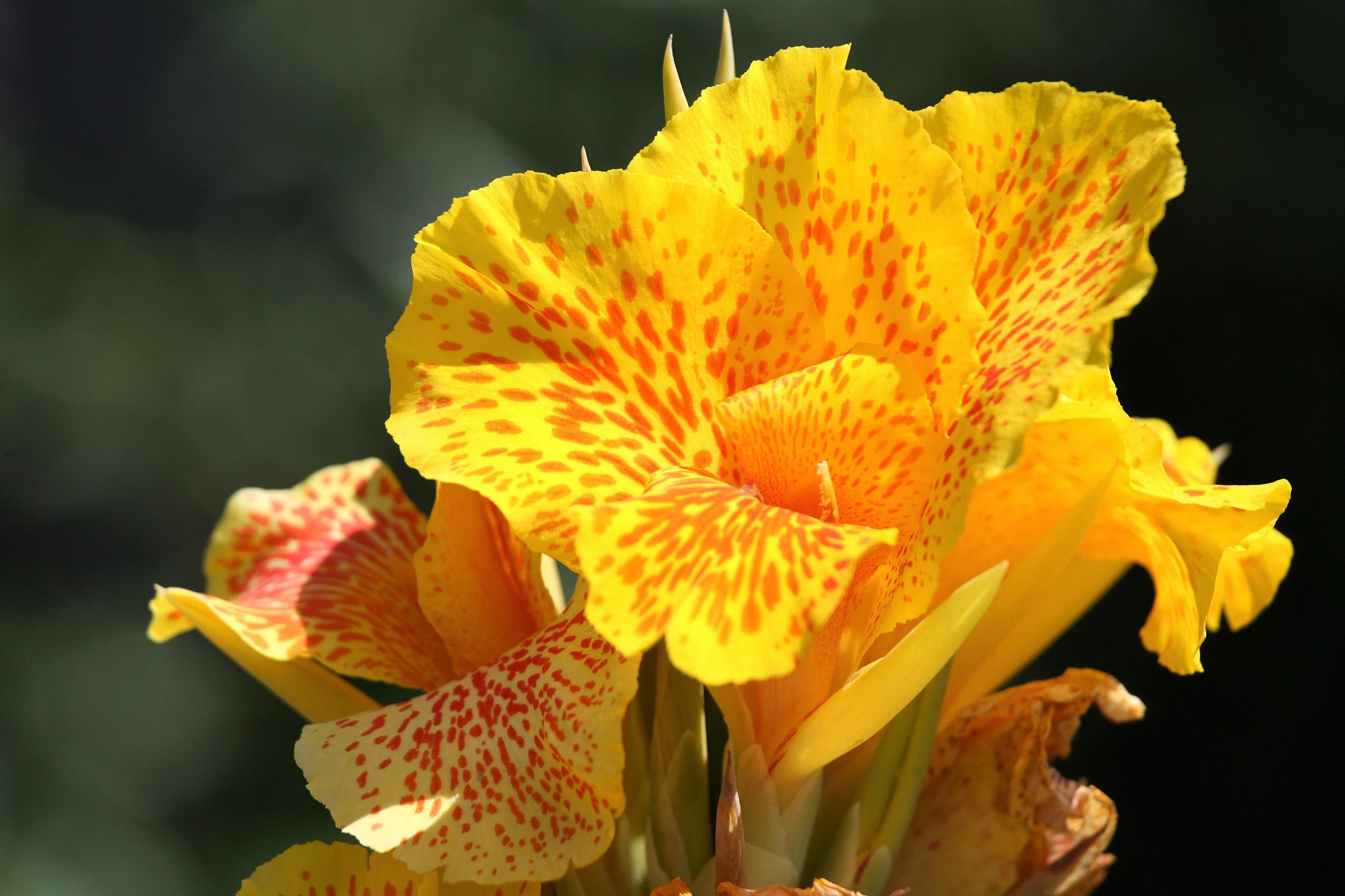 5 YELLOW CANNA LILY Indian Shot Canna Indica Flower Seeds - Image 6