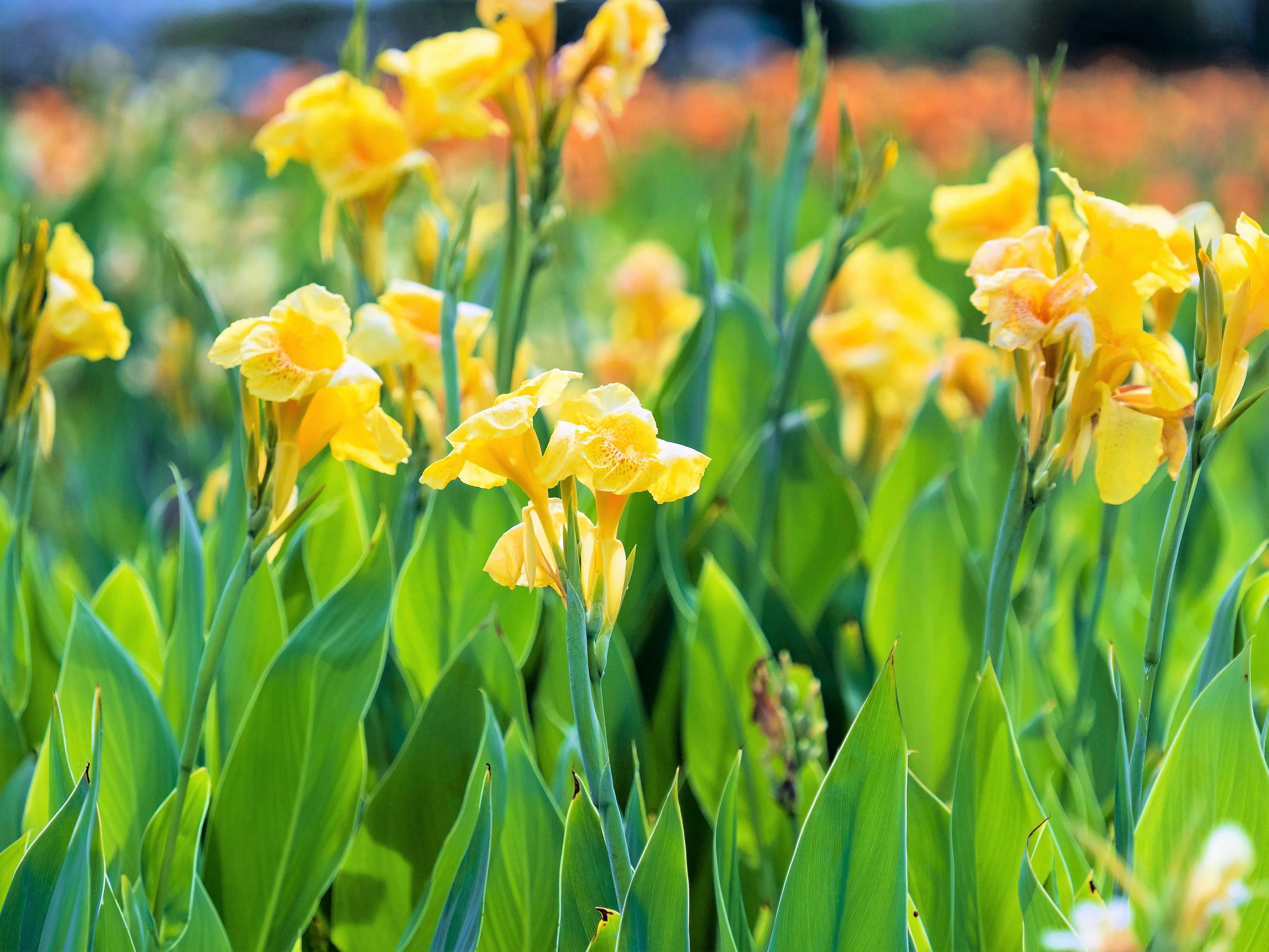 5 YELLOW CANNA LILY Indian Shot Canna Indica Flower Seeds - Image 7
