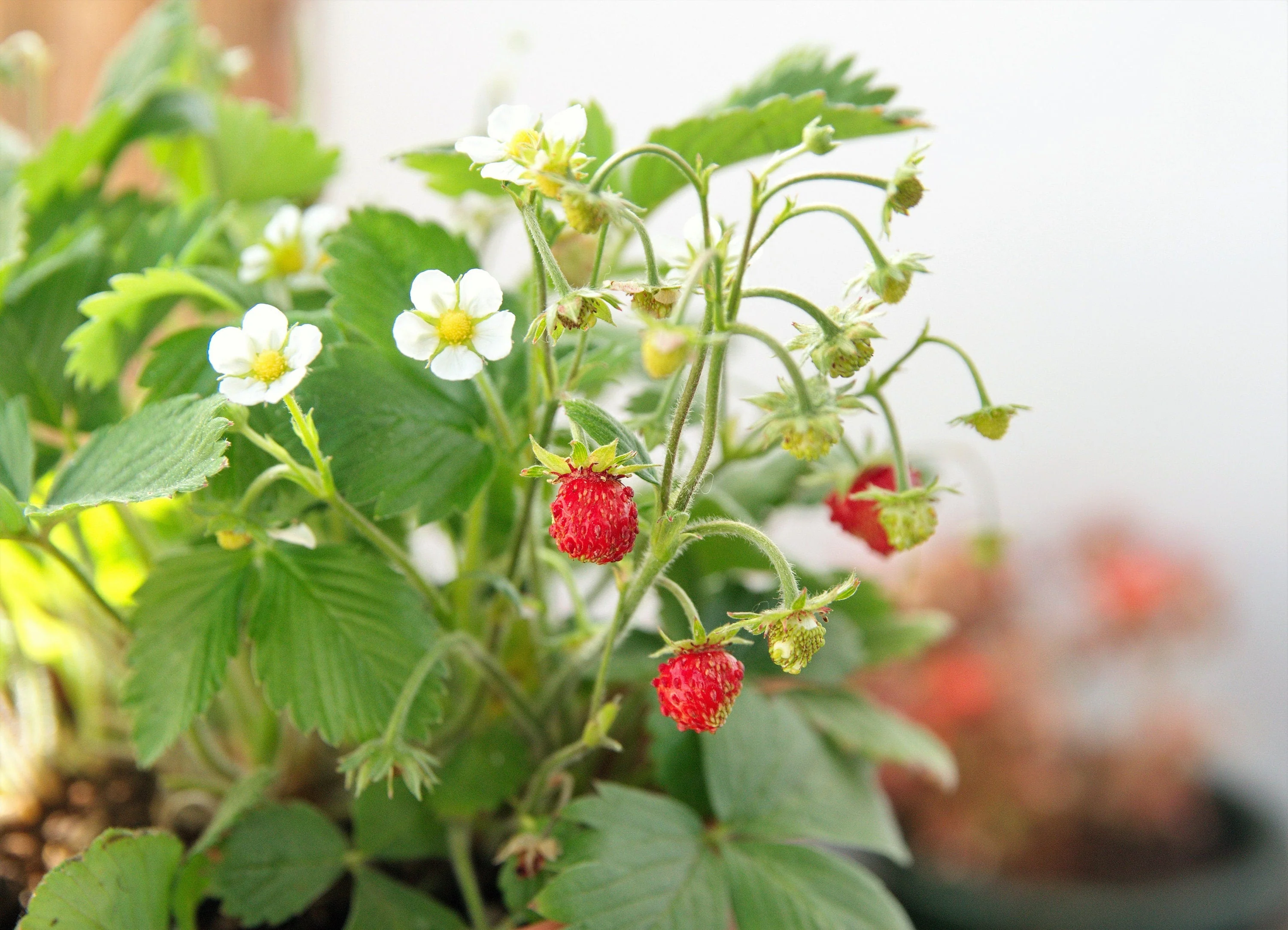 50 ALEXANDRIA STRAWBERRY Everbearing Alpine Fragaria Vesca Red Berry Fruit White Flower Seeds - Image 6