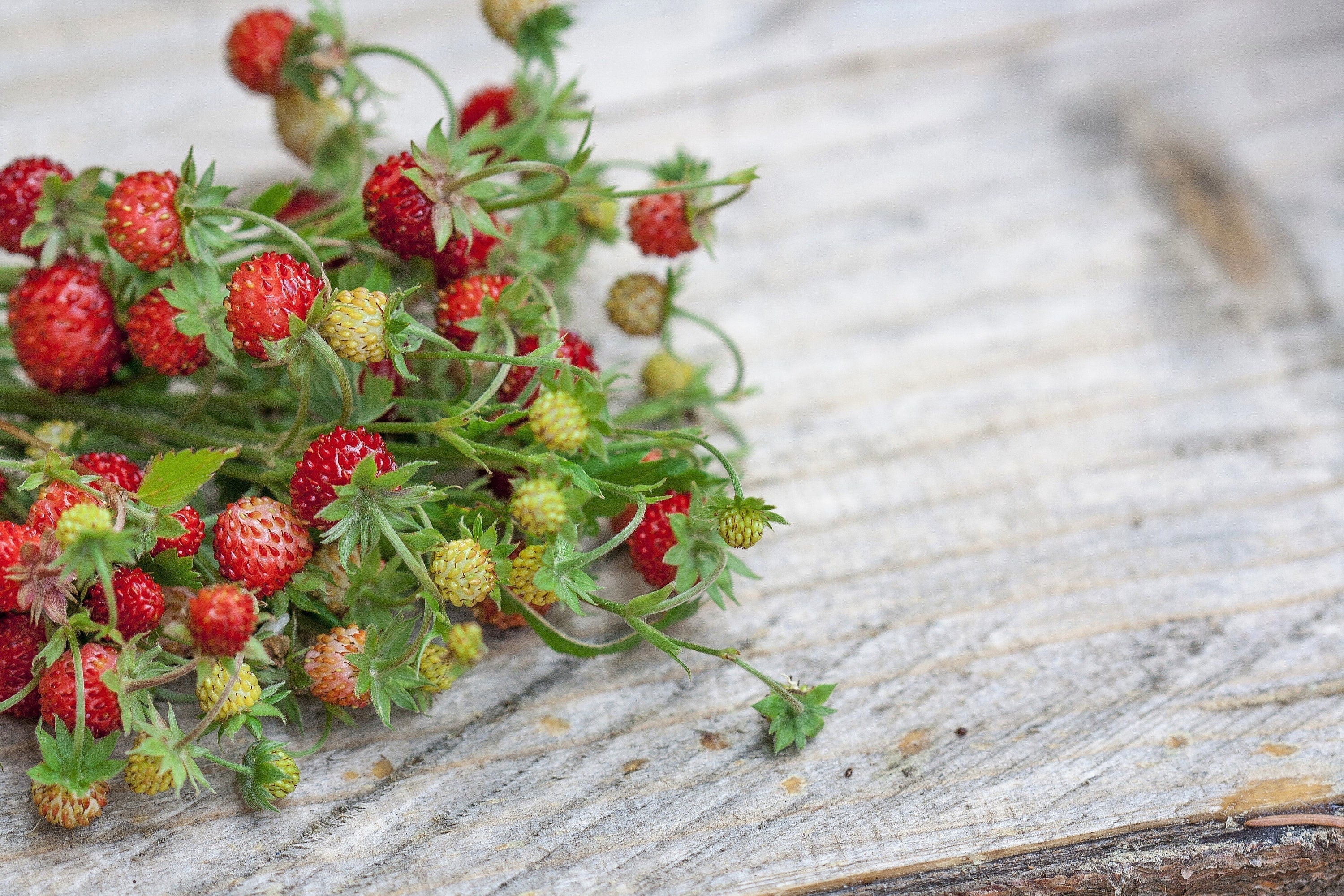 50 ALEXANDRIA STRAWBERRY Everbearing Alpine Fragaria Vesca Red Berry Fruit White Flower Seeds - Image 8