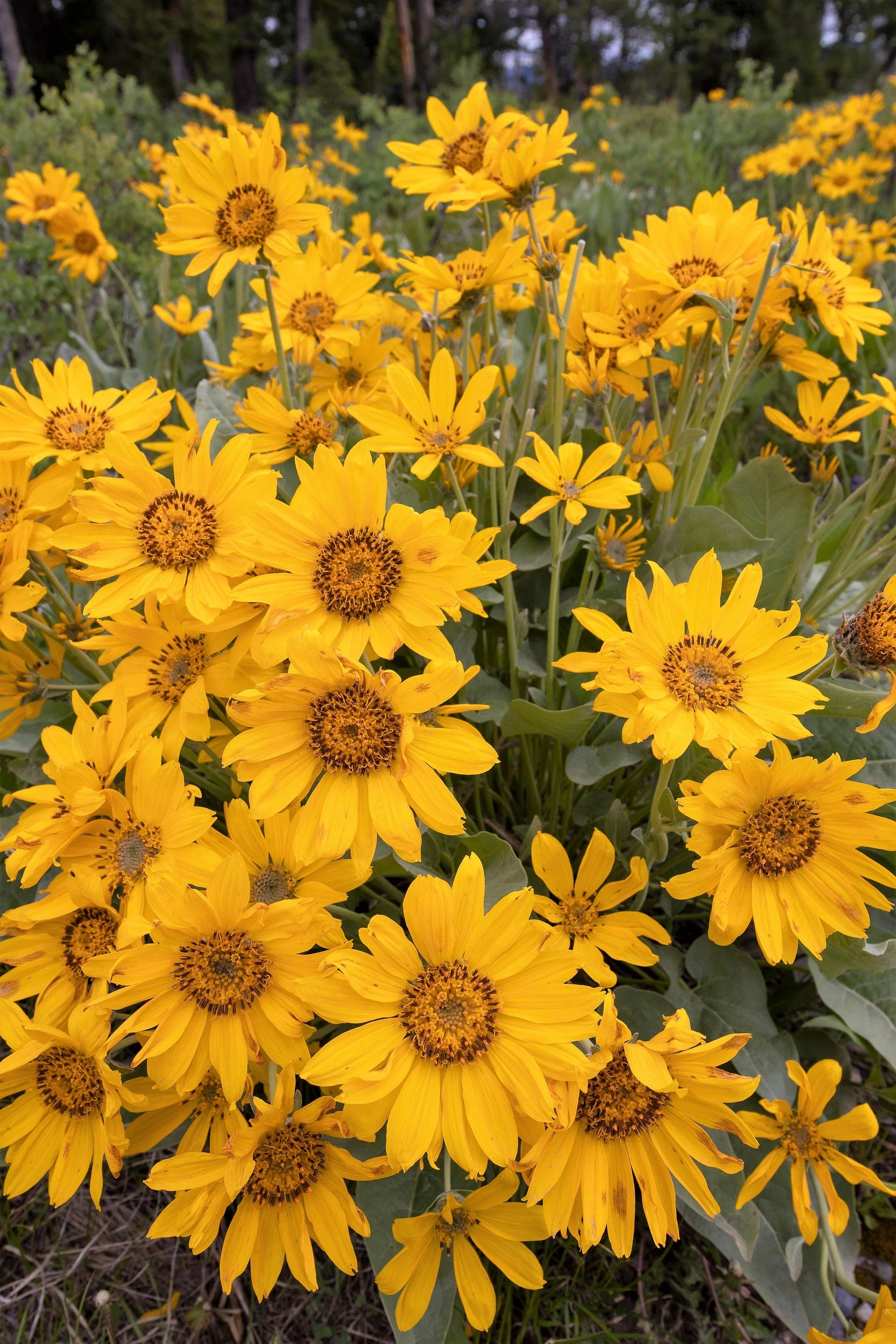 50 ARROWLEAF BALSAMROOT Oregon Sunflower Balsamorhiza Sagittata Native Huge Fragrant Flower Seeds - Image 10