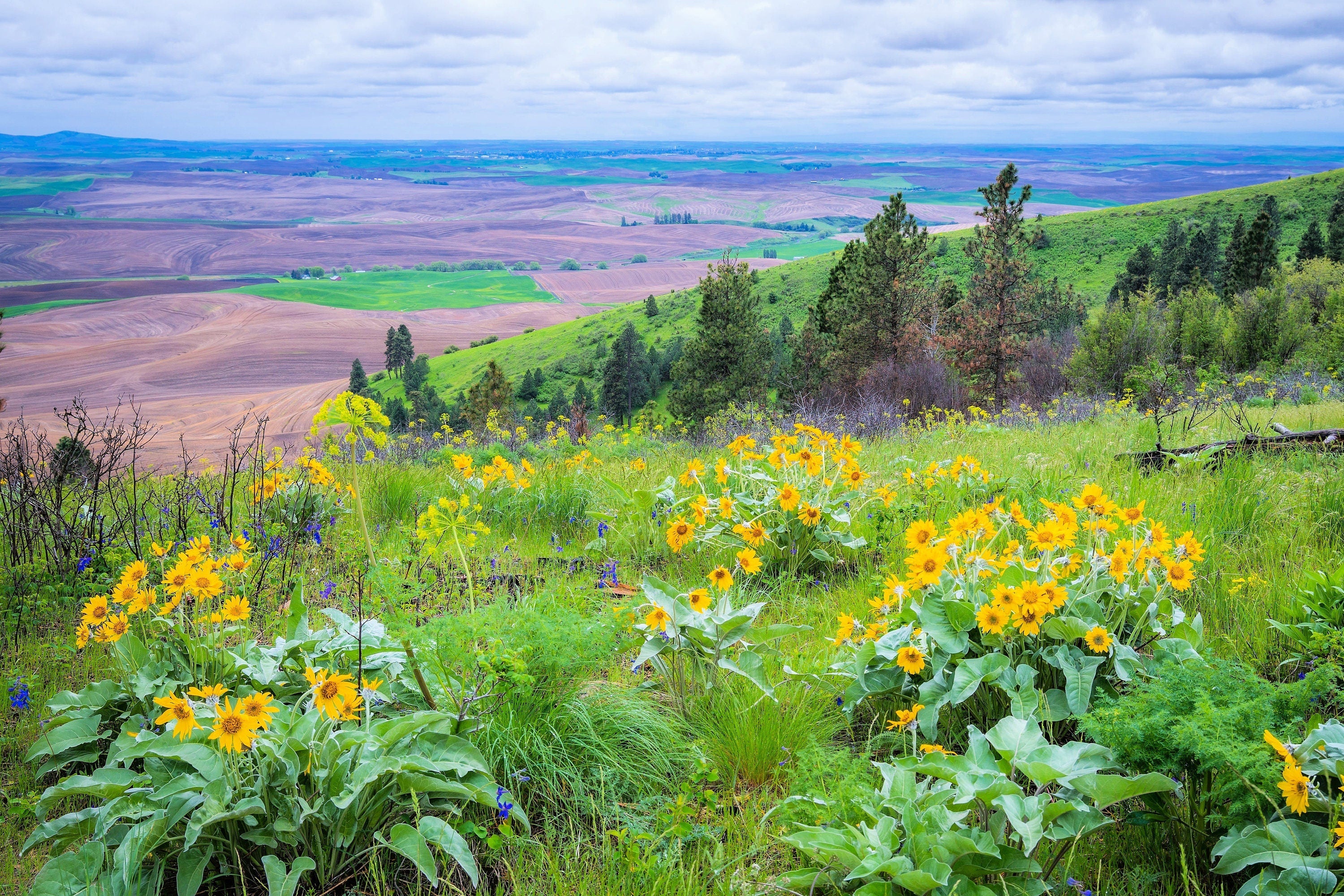 50 ARROWLEAF BALSAMROOT Oregon Sunflower Balsamorhiza Sagittata Native Huge Fragrant Flower Seeds - Image 2