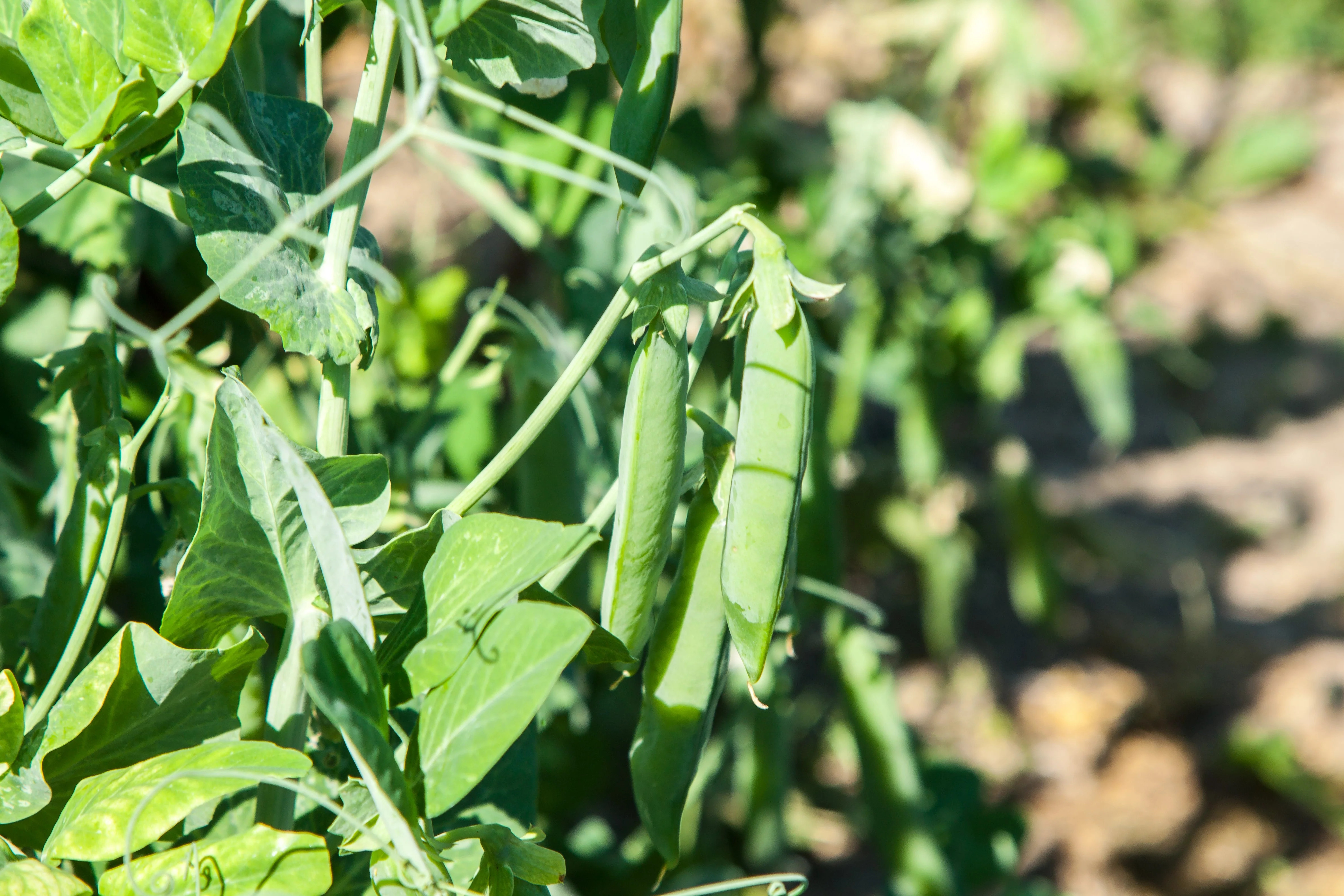 50 AUSTRIAN WINTER PEA Caley Flower Pisum Sativum Ground Cover Crop Legume Seeds - Image 2
