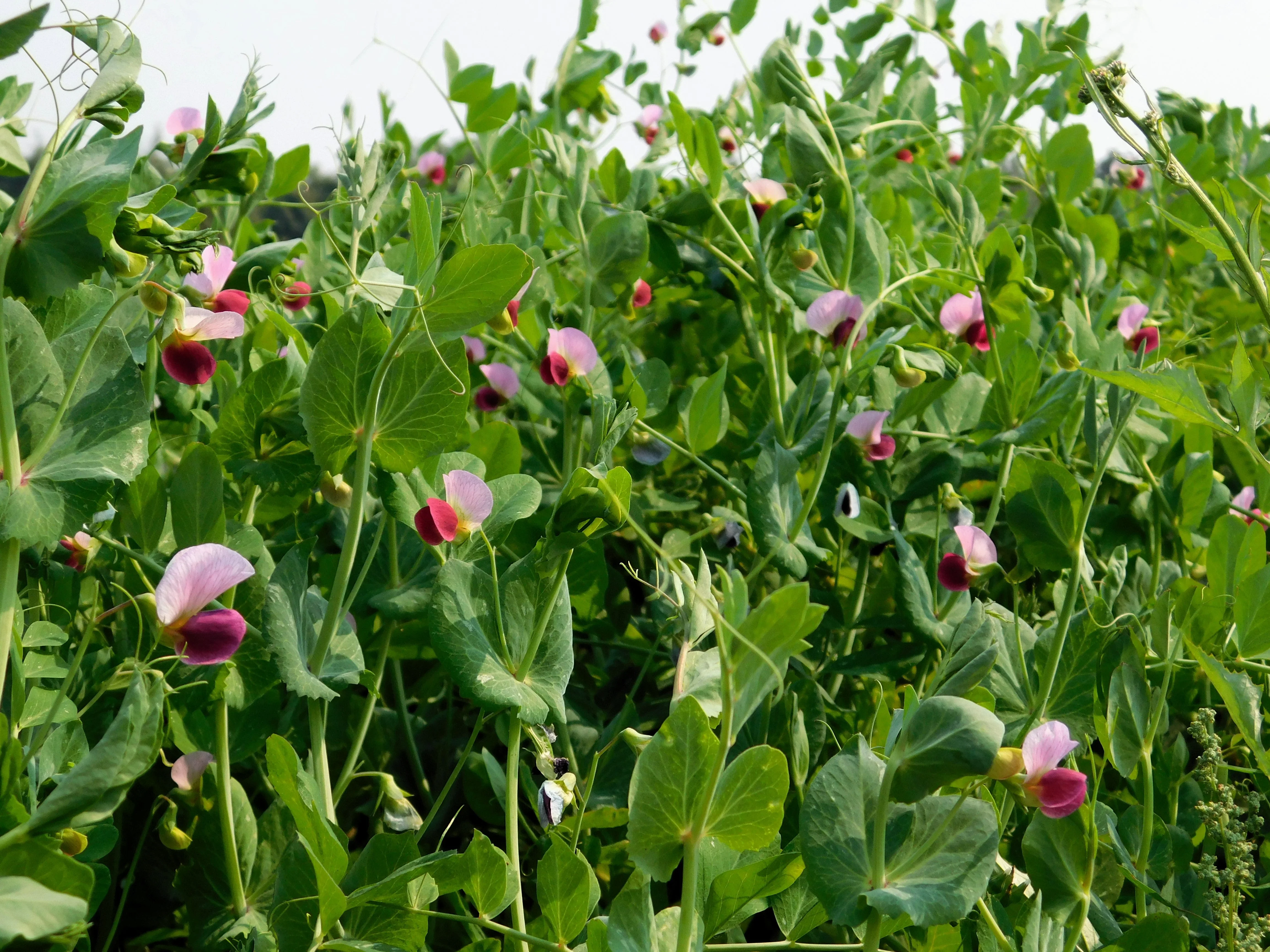 50 AUSTRIAN WINTER PEA Caley Flower Pisum Sativum Ground Cover Crop Legume Seeds - Image 6