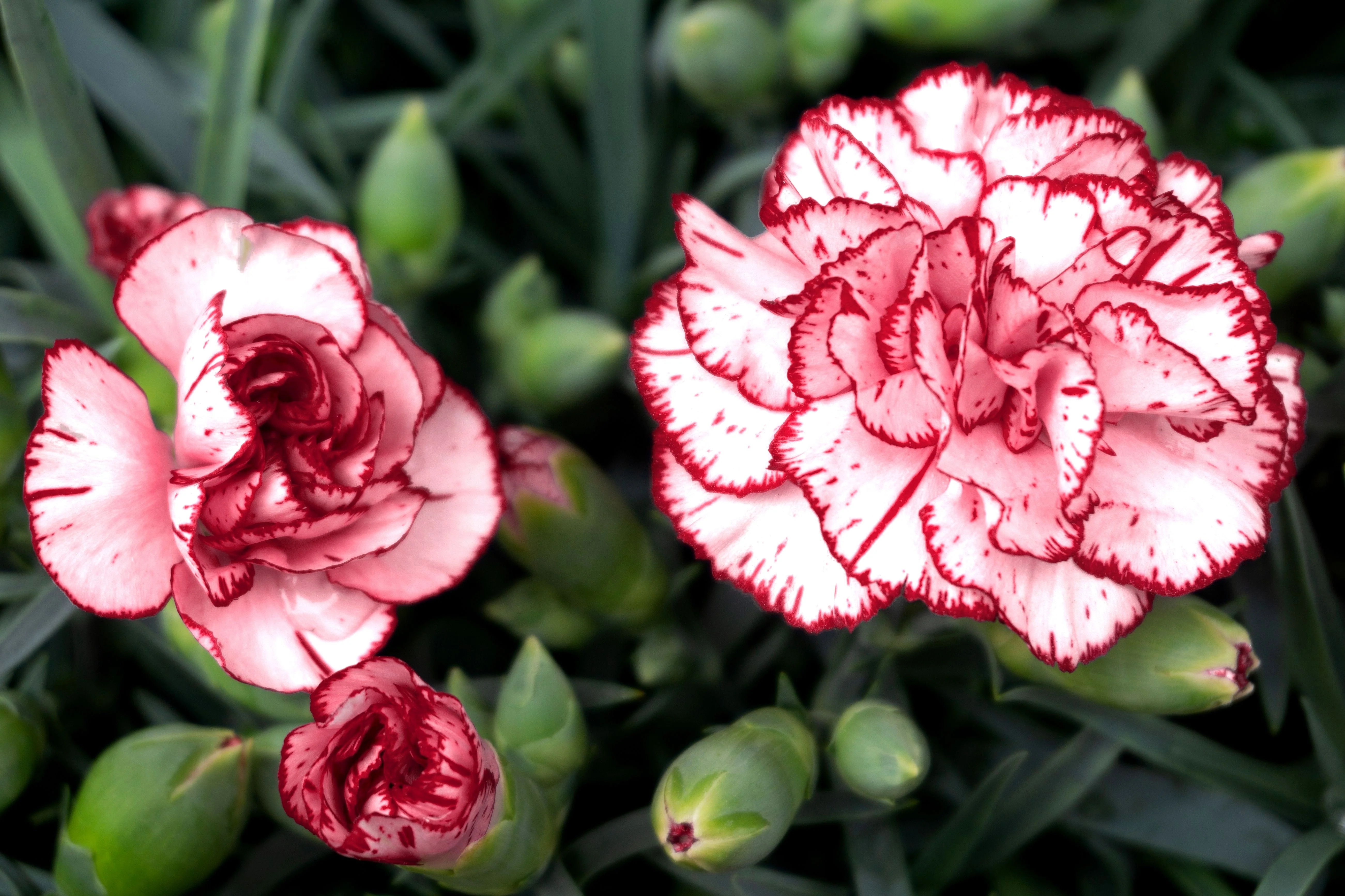 50 Avranchin RED & WHITE CARNATION Dianthus Caryophyllus Chabaud Flower Seeds - Image 3