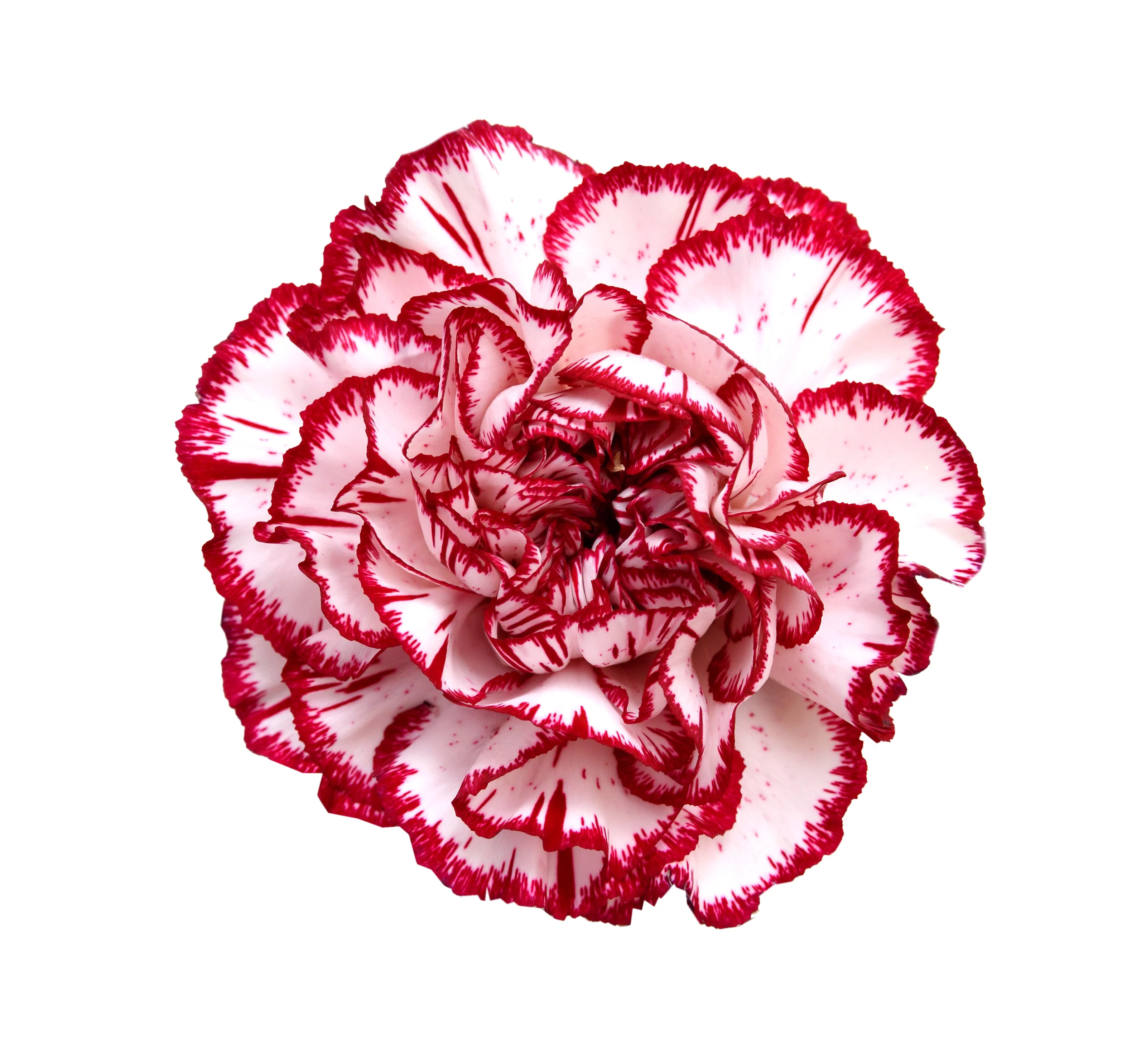 50 Avranchin RED & WHITE CARNATION Dianthus Caryophyllus Chabaud Flower Seeds - Image 9