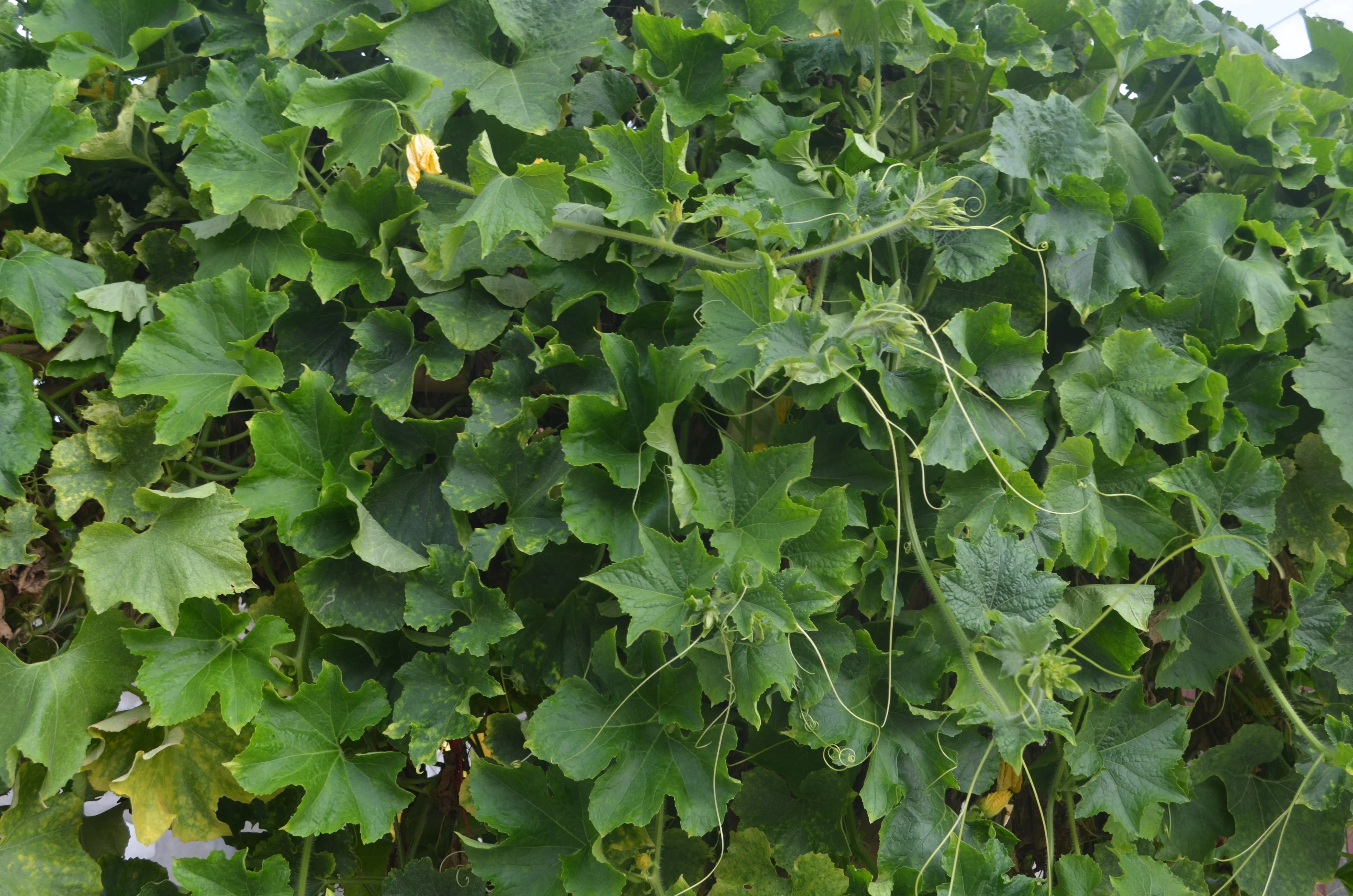 50 BANANA MELON Fruit Cucumis Melo Seeds - Image 6