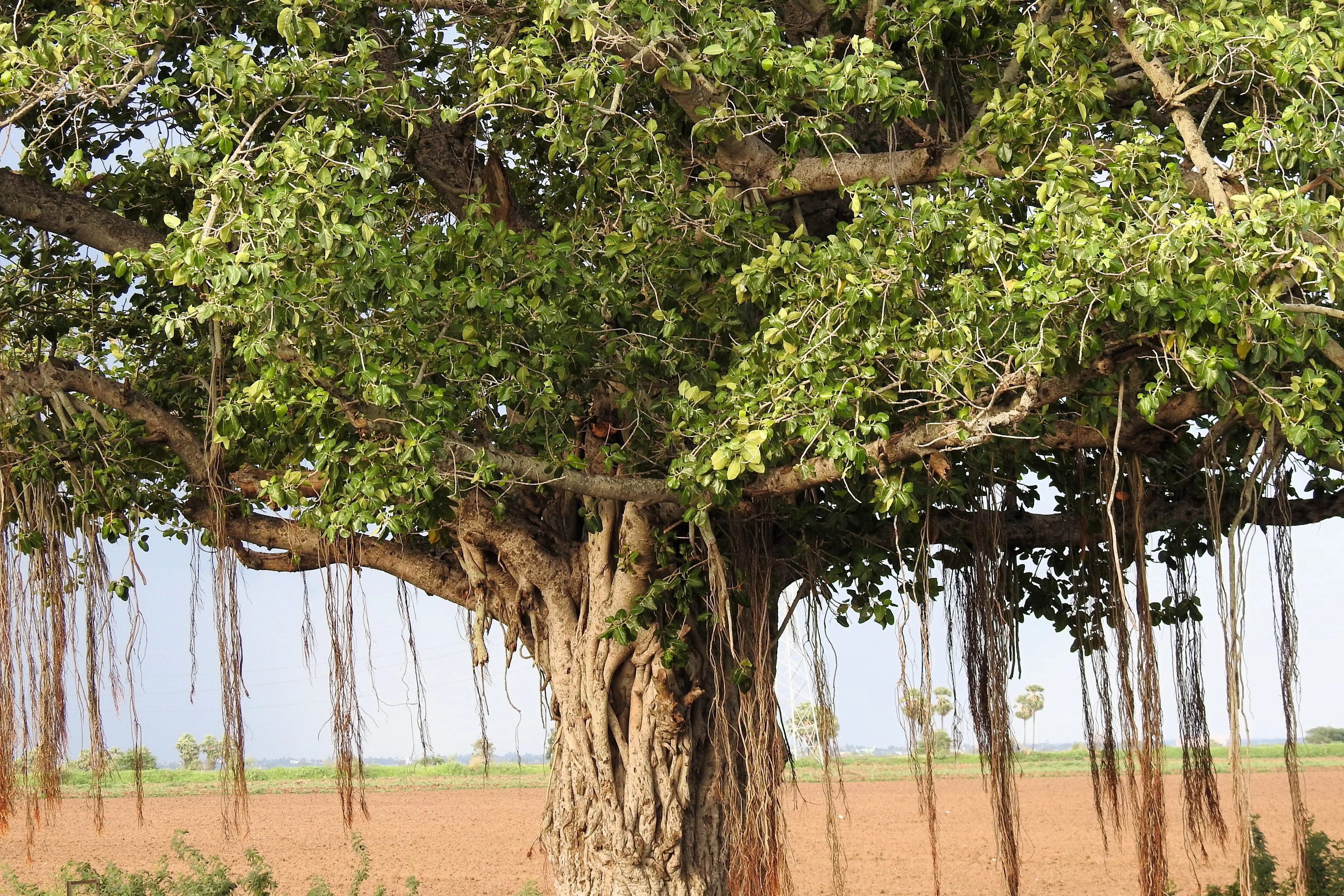 50 BANYAN / BANYAN FIG TREE East Indian Ficus Benghalensis Aerial Root Houseplant Seeds - Image 11