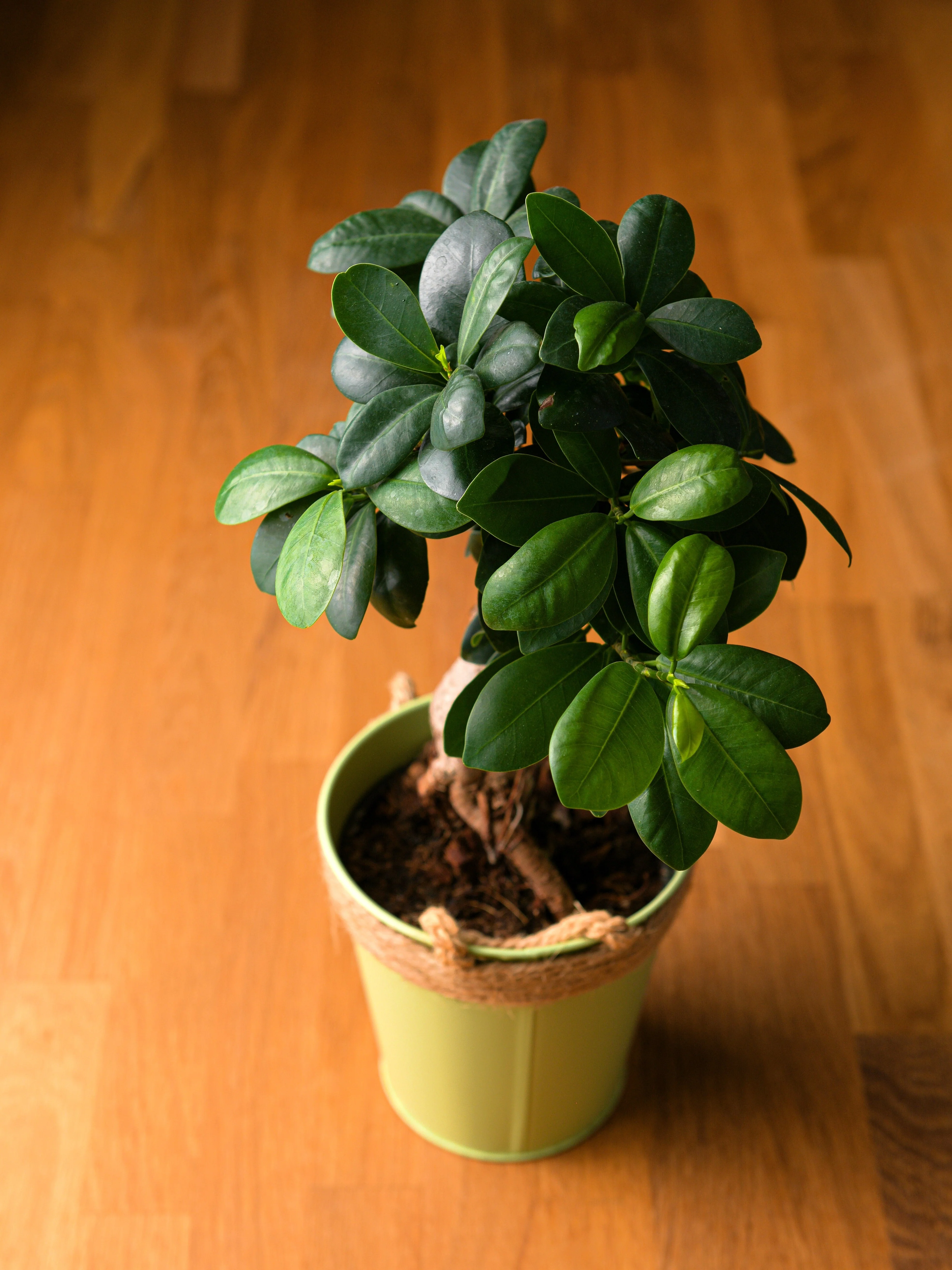 50 BANYAN / BANYAN FIG TREE East Indian Ficus Benghalensis Aerial Root Houseplant Seeds - Image 14