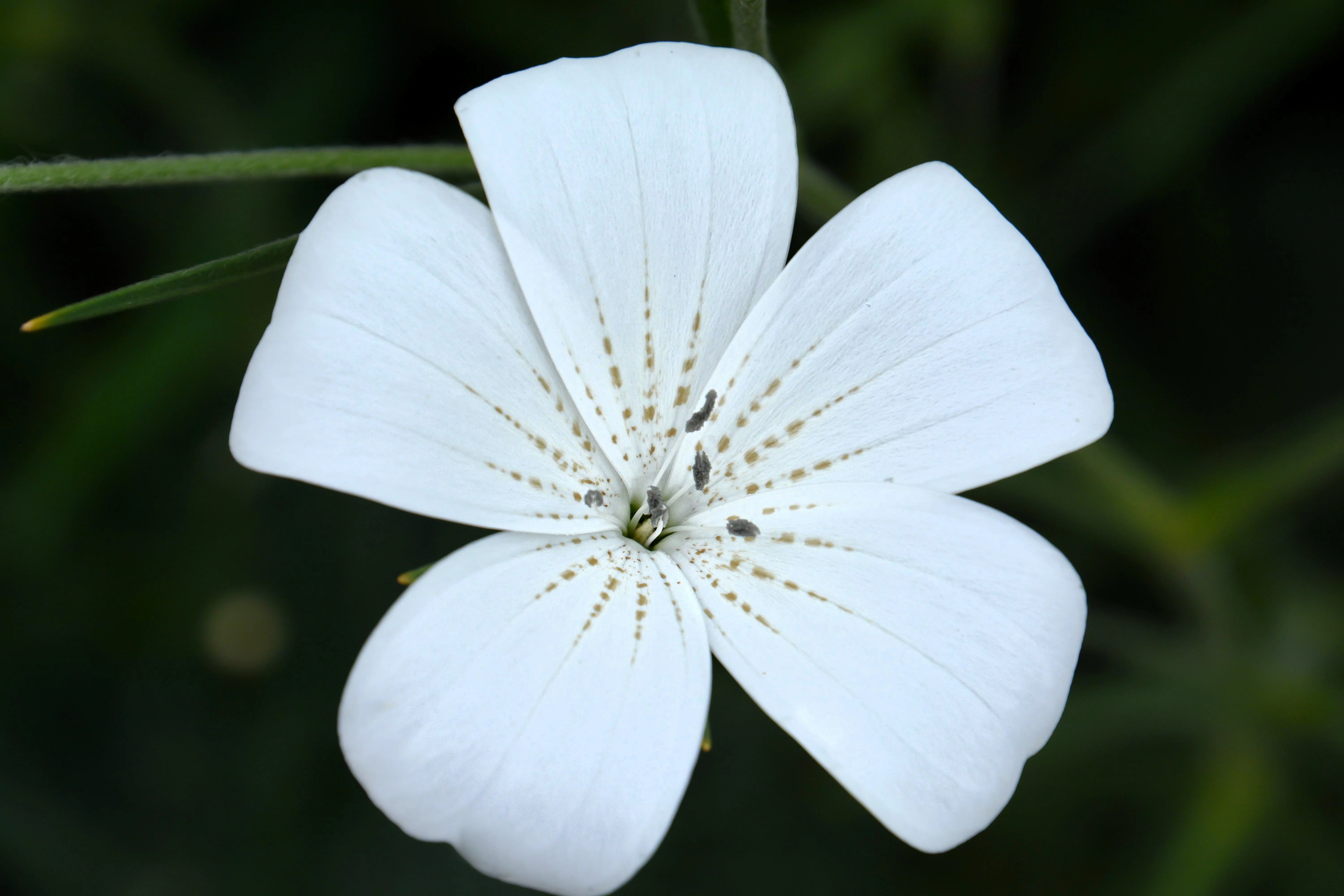 50 Bianca WHITE CORN COCKLE Agrostemma Githago Flower Seed - Image 2