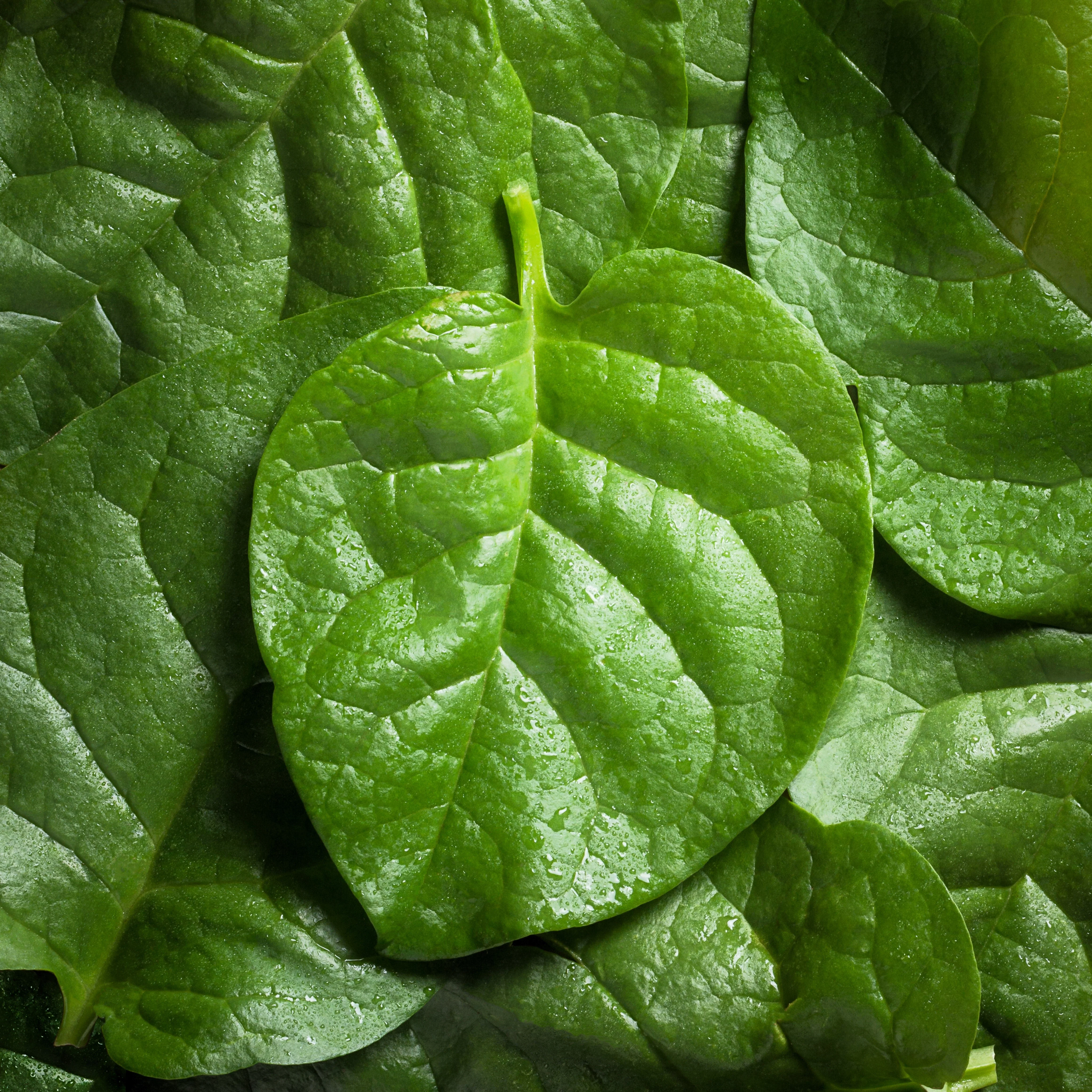 50 BIG ROUND LEAF MALABAR SPINACH Vine Ceylon Basella Alba Vegetable Seeds - Image 5