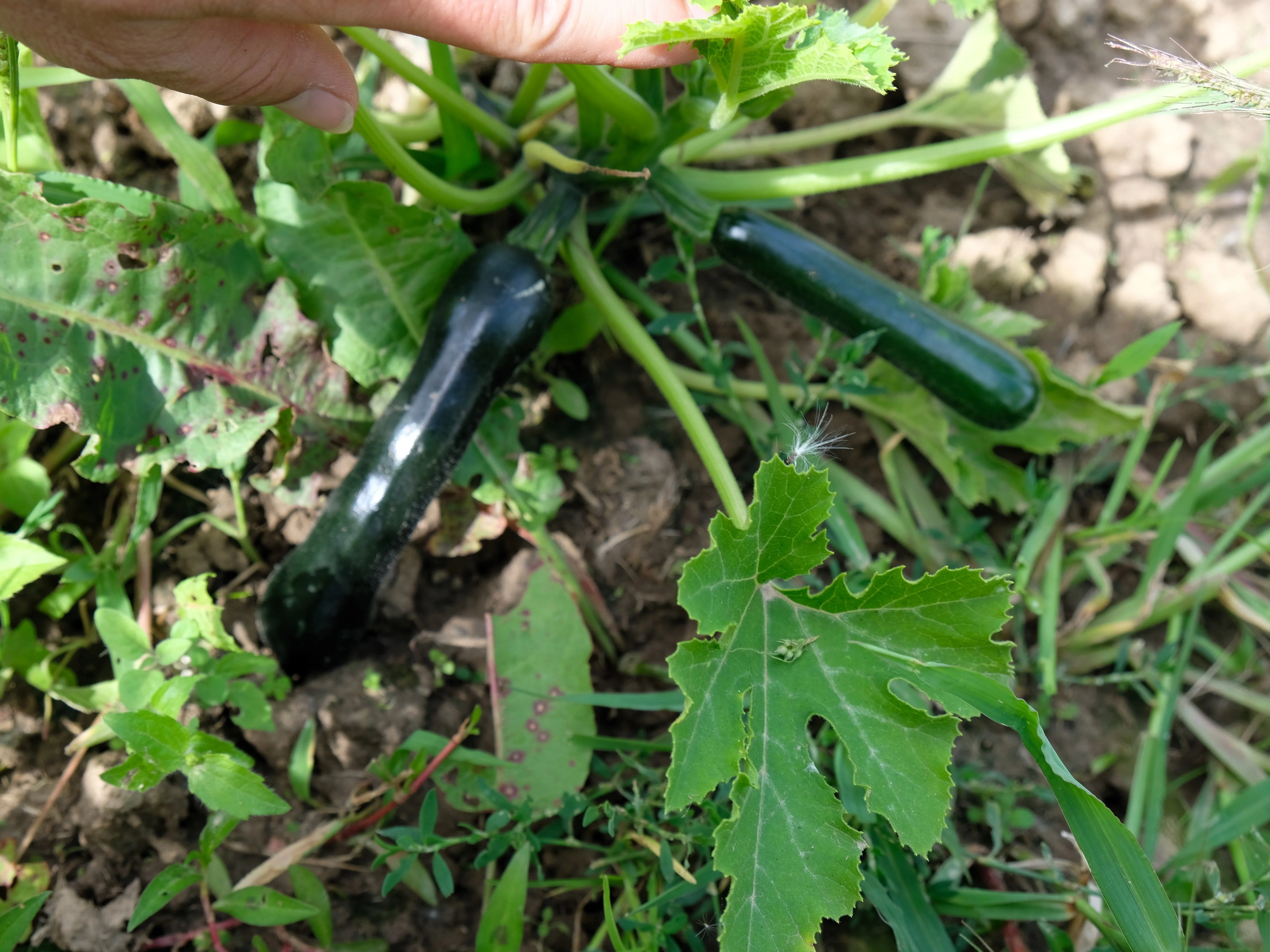 50 BLACK BEAUTY ZUCCHINI Summer Squash Cucurbita Pepo Vegetable Seeds - Image 5