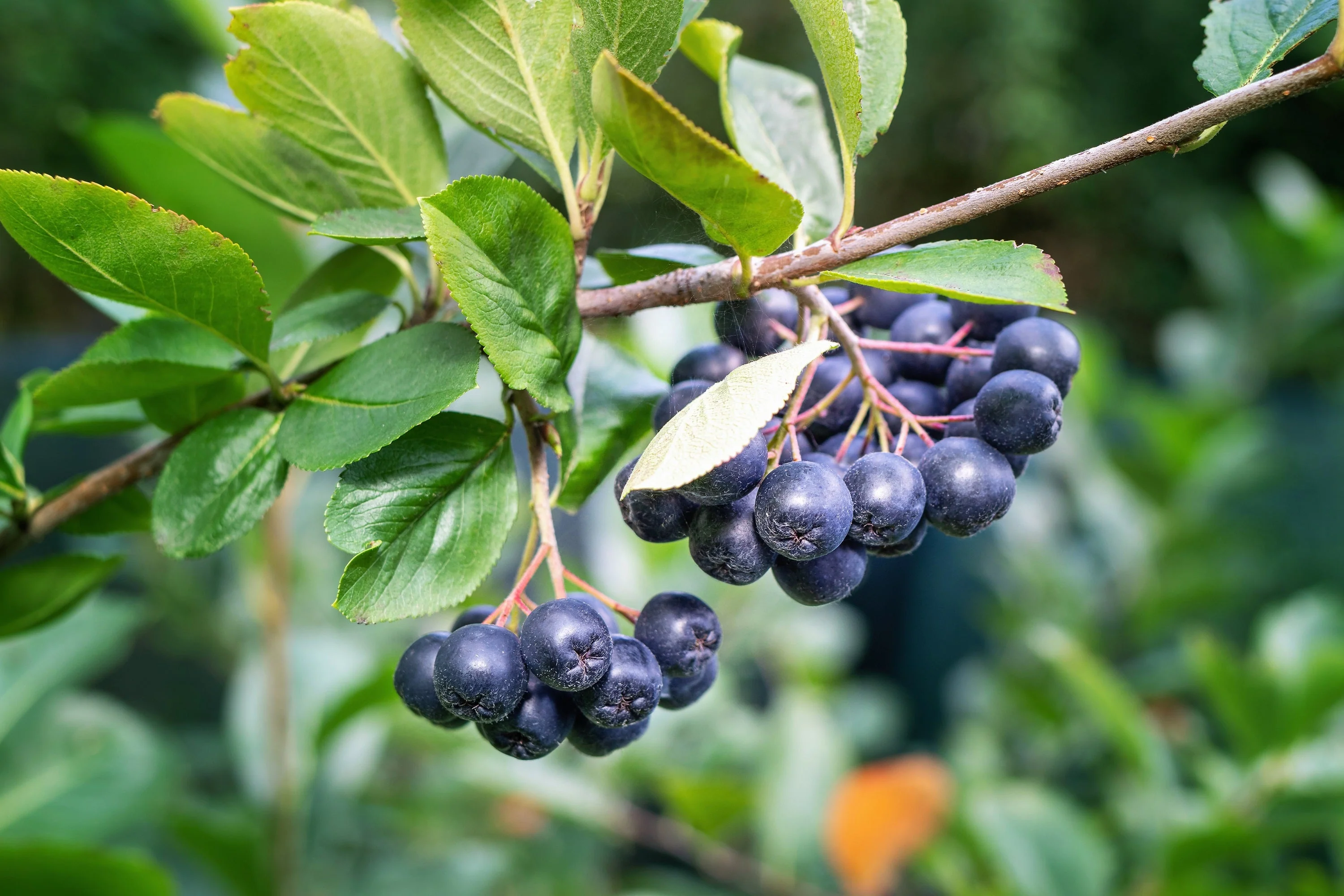 50 BLACK CHOKEBERRY Aronia Melanocarpa White Flower Fruit Shrub Seeds - Image 13