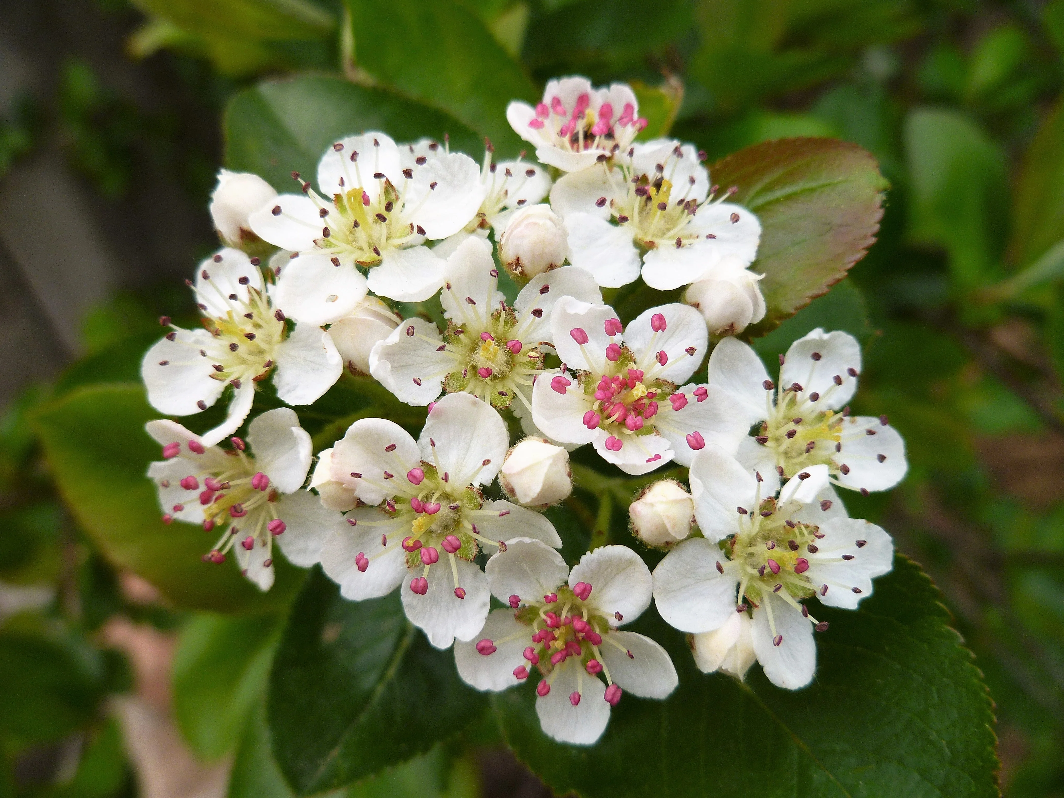 50 BLACK CHOKEBERRY Aronia Melanocarpa White Flower Fruit Shrub Seeds - Image 6