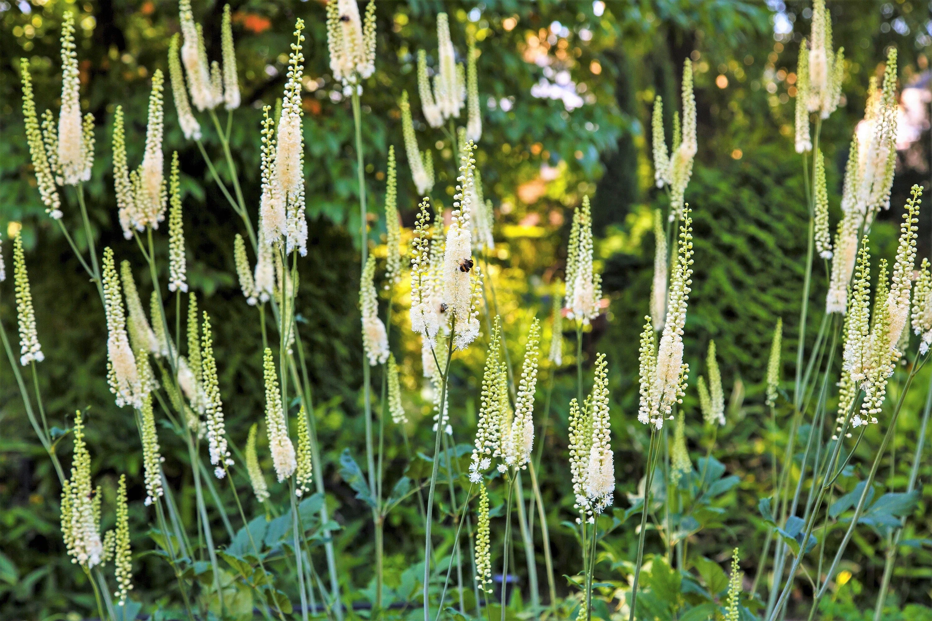 50 BLACK COHOSH Bugbane Actaea Racemosa Cimicifuga Bugbane Snakeroot Native White Shade Flower Herb Seeds - Image 3