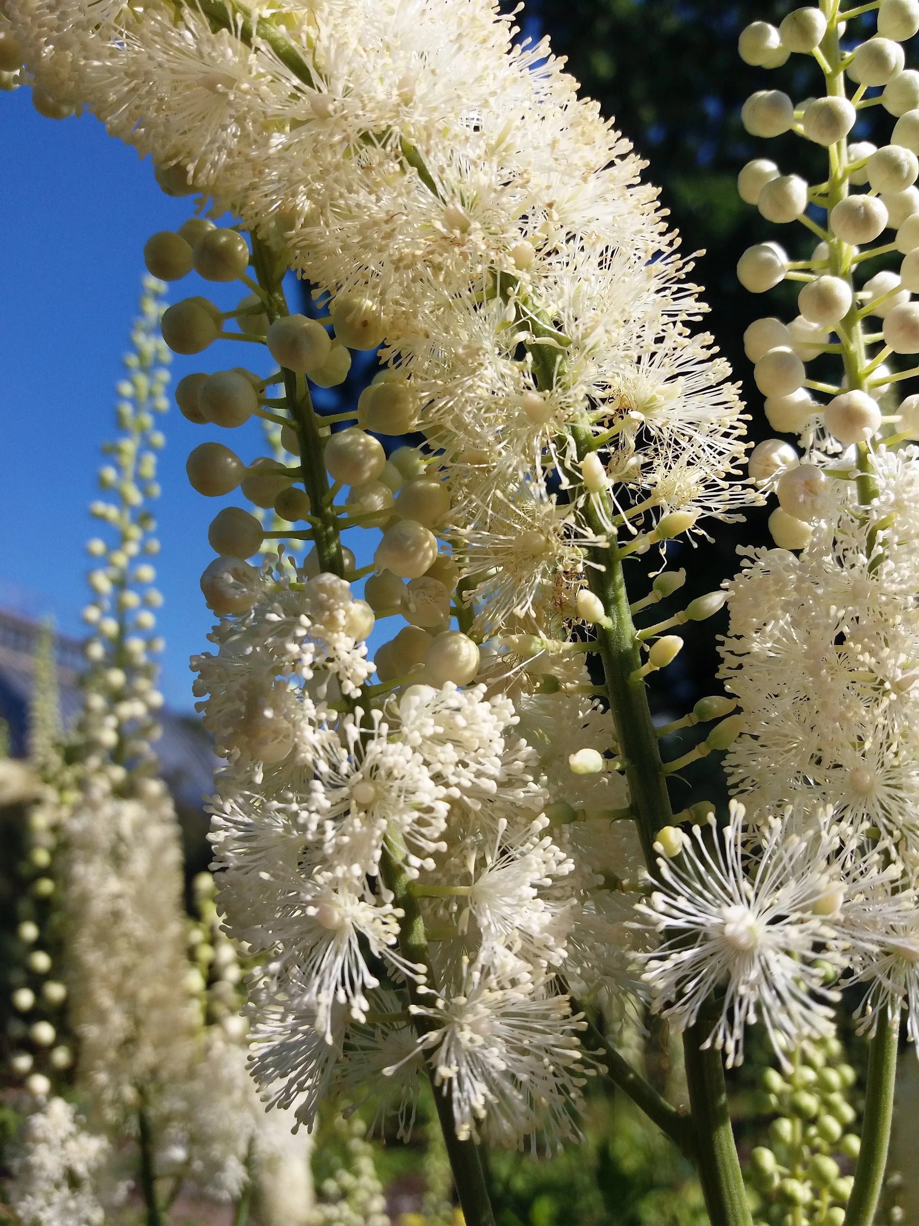 50 BLACK COHOSH Bugbane Actaea Racemosa Cimicifuga Bugbane Snakeroot Native White Shade Flower Herb Seeds - Image 6