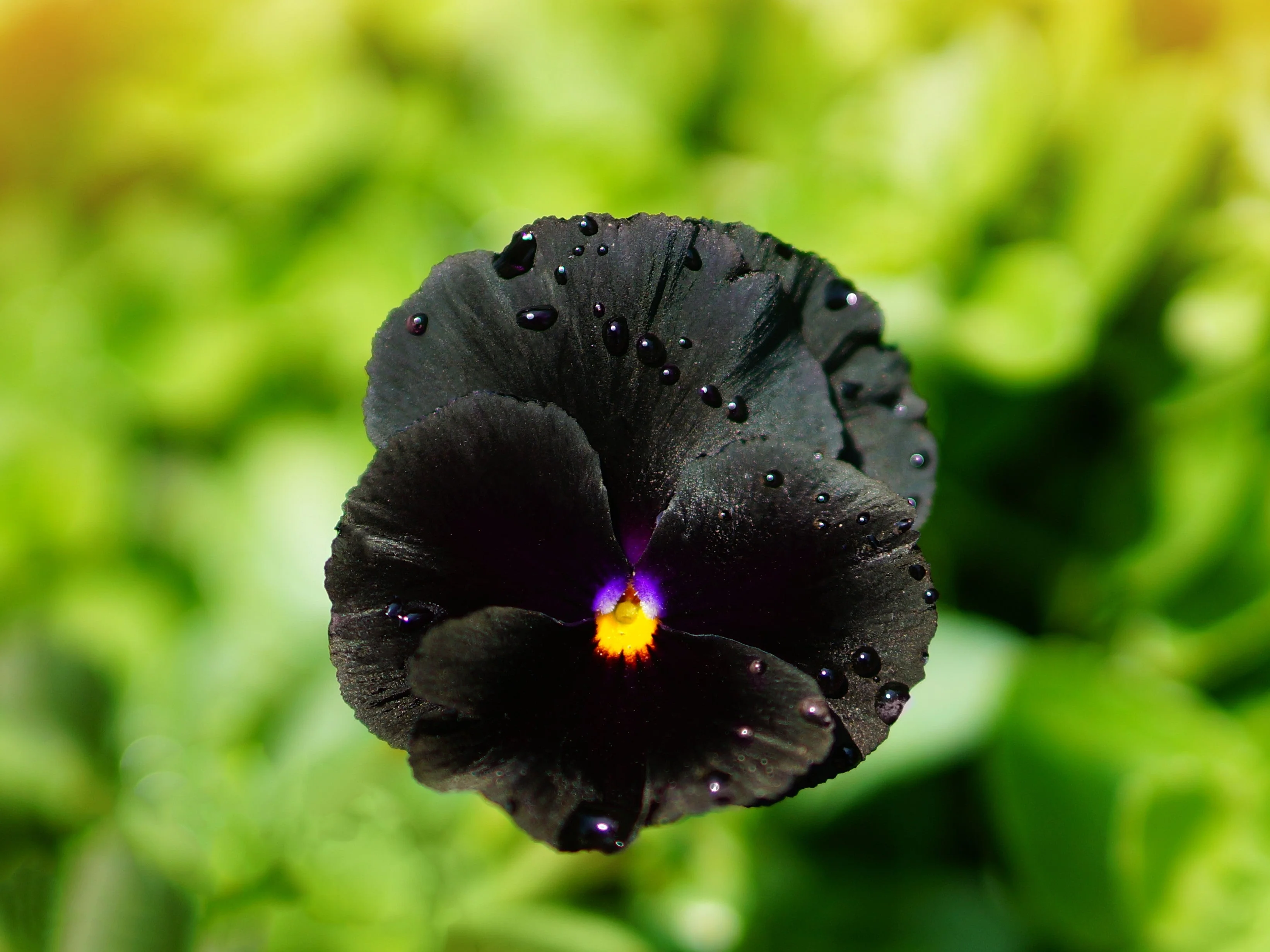 50 BLACK PANSY Clear Crystals Viola Wittrockiana Flower Seeds - Image 11