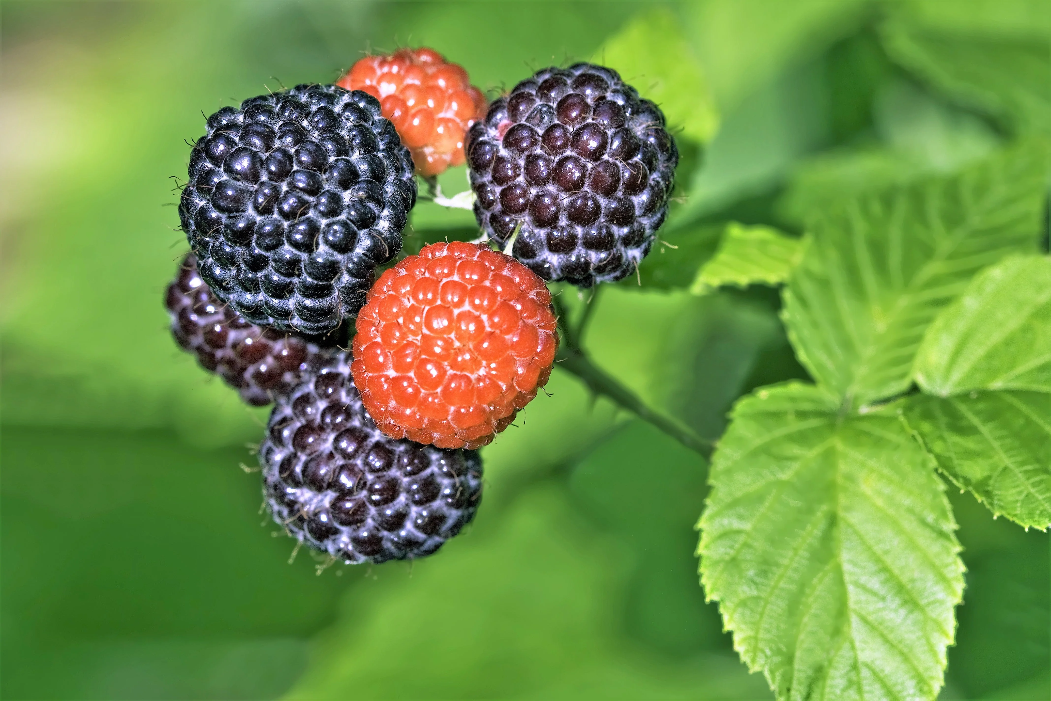 50 BLACK RASPBERRY Rubus Leucodermis Fruit Bush Vine Seeds - Image 2