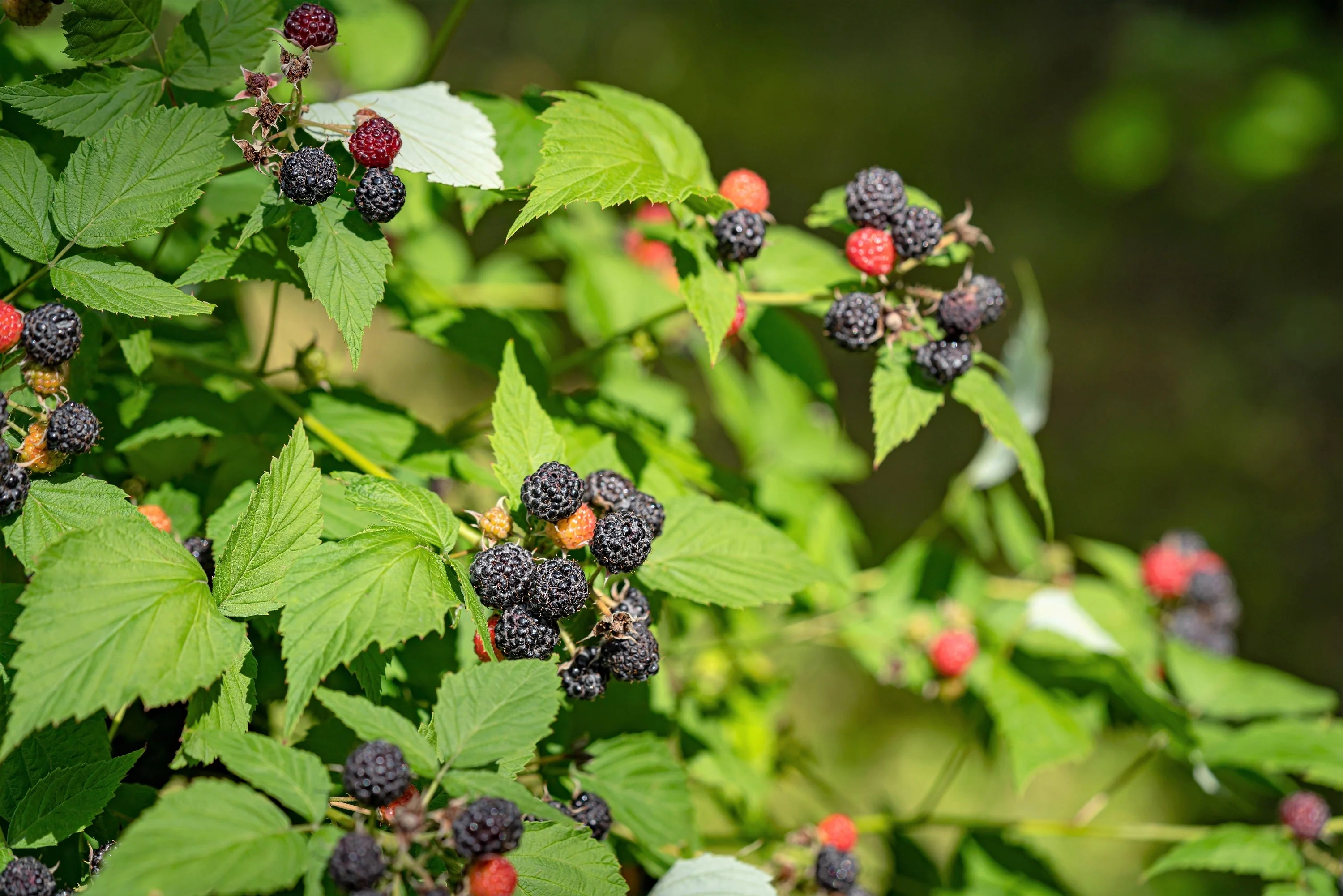 50 BLACK RASPBERRY Rubus Leucodermis Fruit Bush Vine Seeds - Image 6