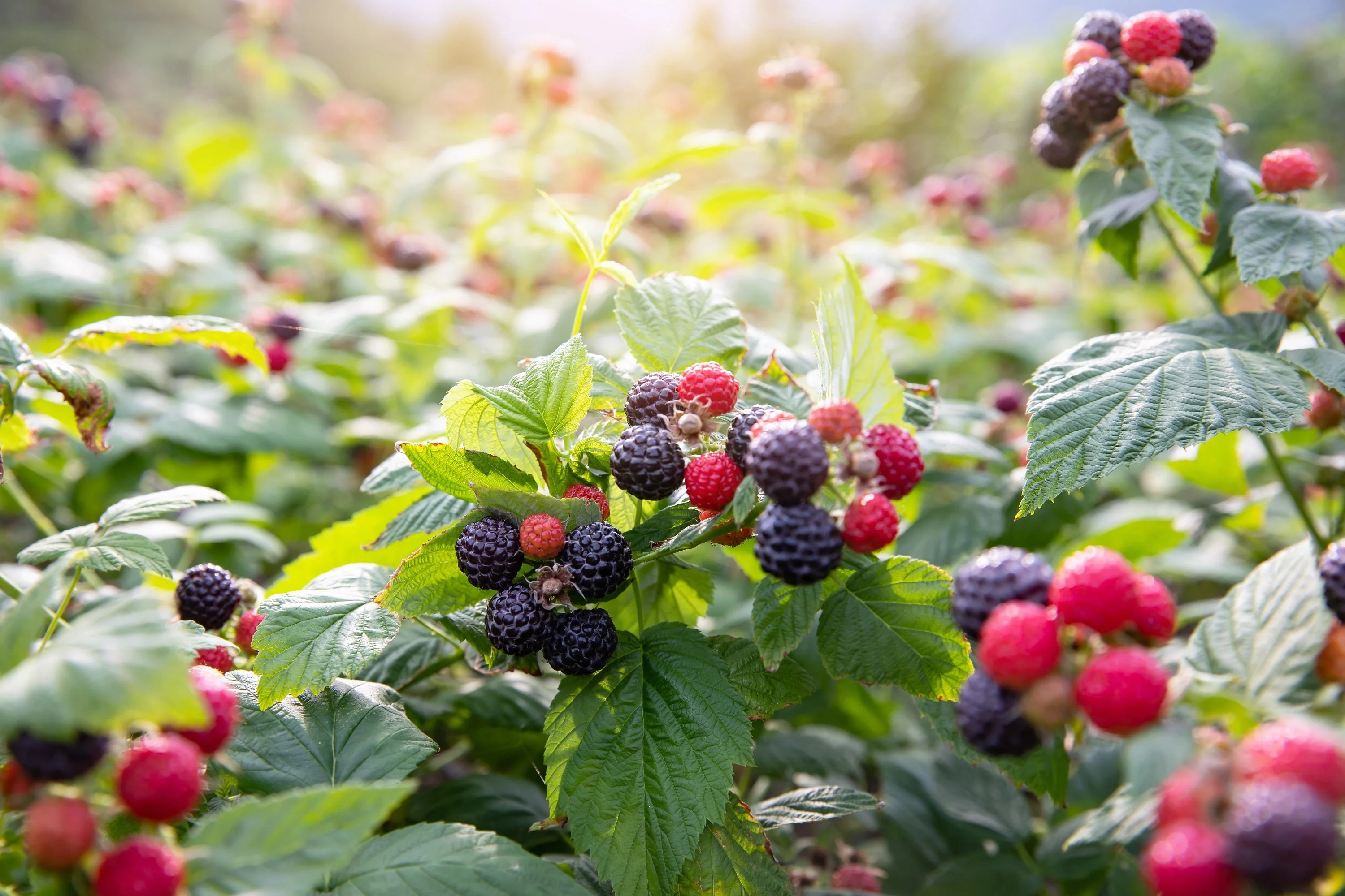 50 BLACK RASPBERRY Rubus Leucodermis Fruit Bush Vine Seeds - Image 7