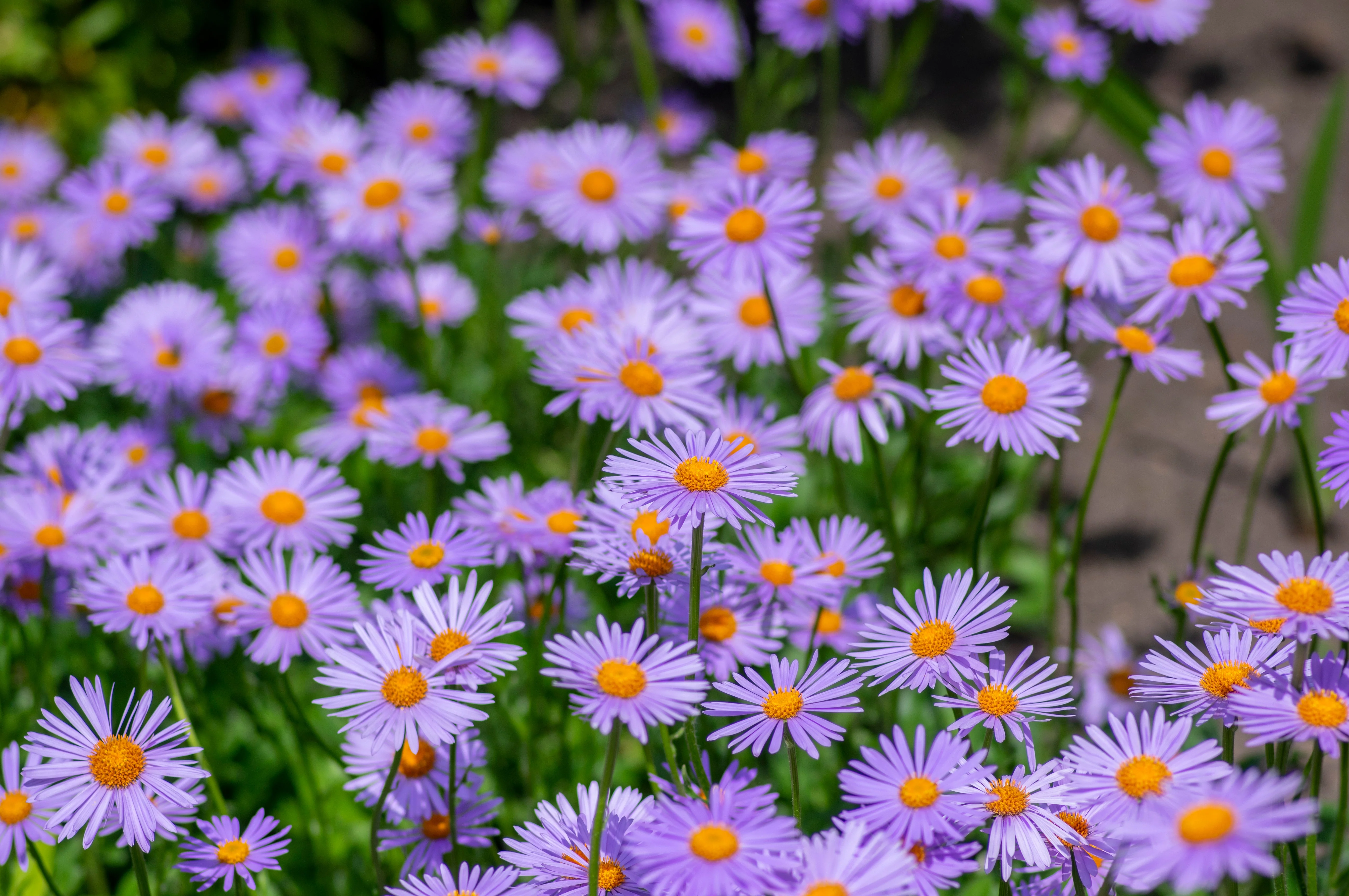 50 Blue EAST INDIES ASTER Tongolensis Flower Seeds - Image 2