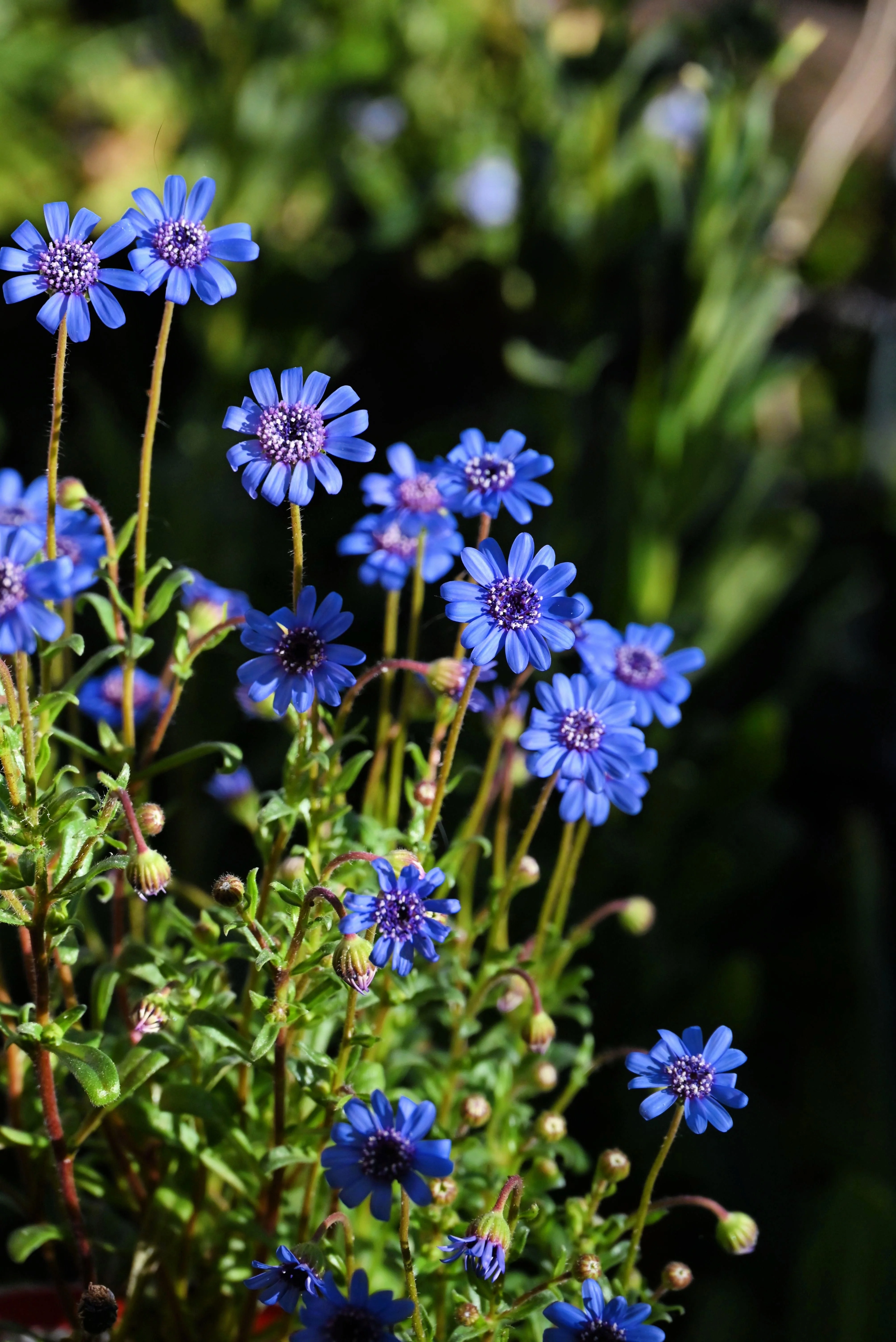 50 BLUE FELICIA DAISY 'The Blues' Heterophylla Kingfisher Flower Seeds - Image 6