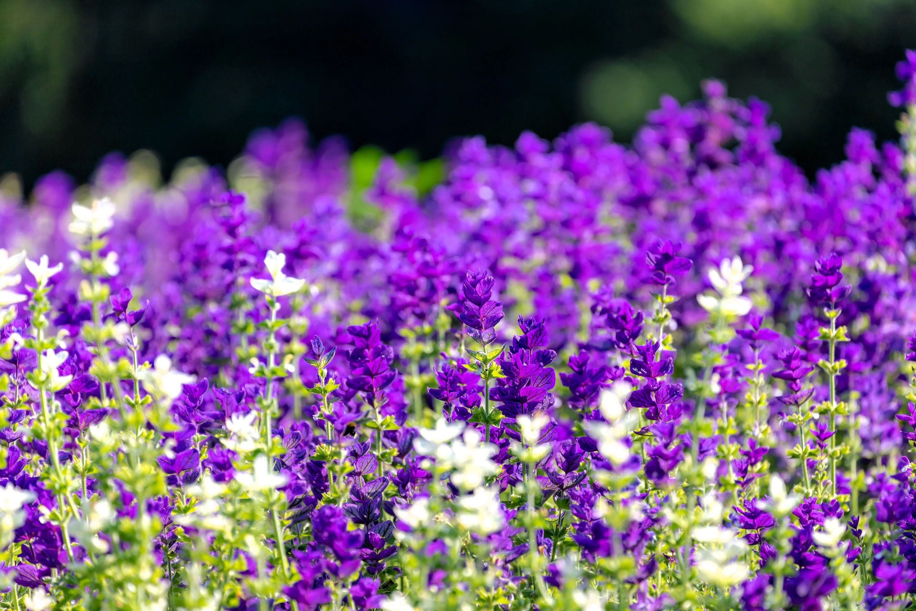 50 BLUE Monday CLARY SAGE Salvia Viridis Horminum Herb Flower Seeds - Image 2