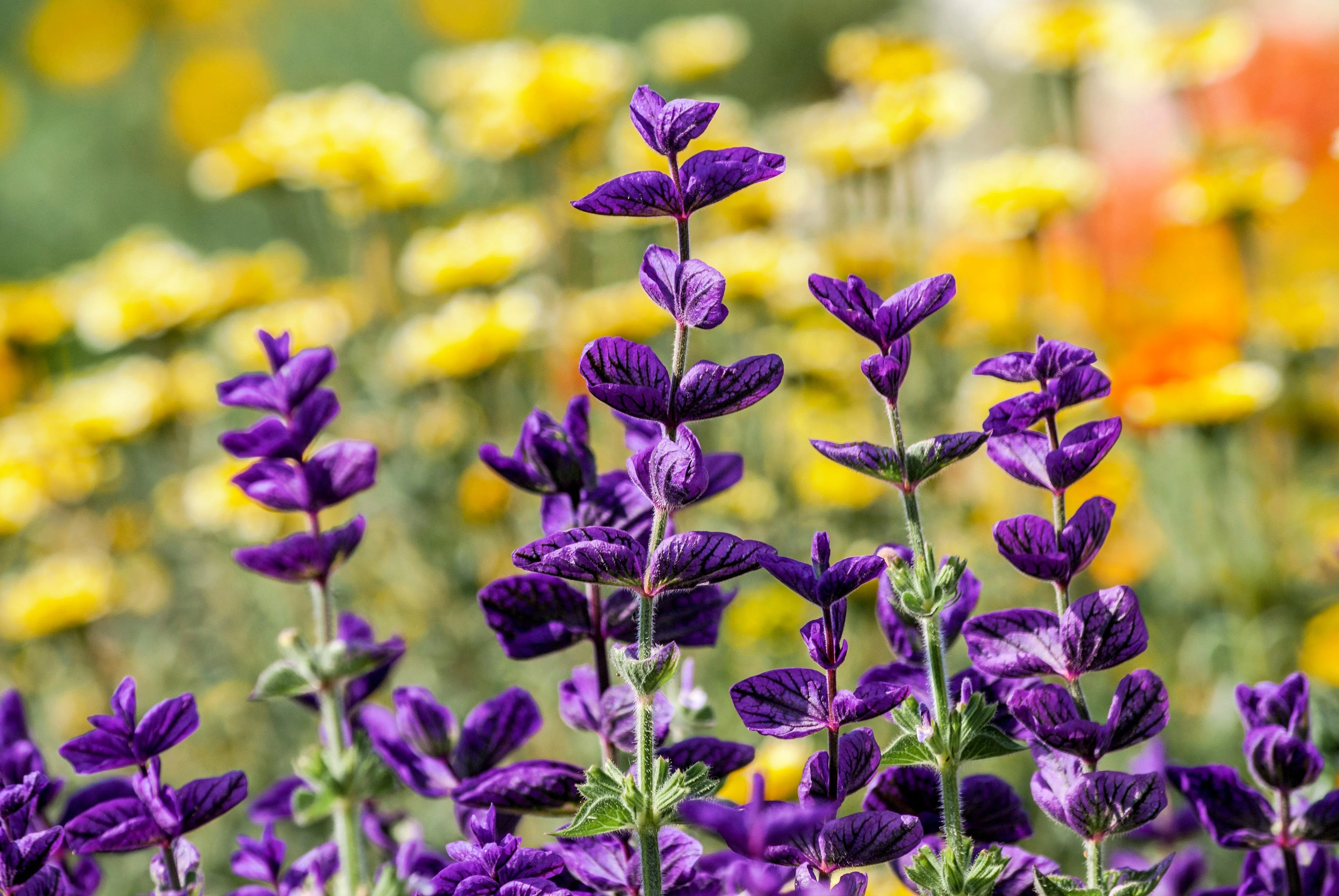 50 BLUE Monday CLARY SAGE Salvia Viridis Horminum Herb Flower Seeds - Image 7