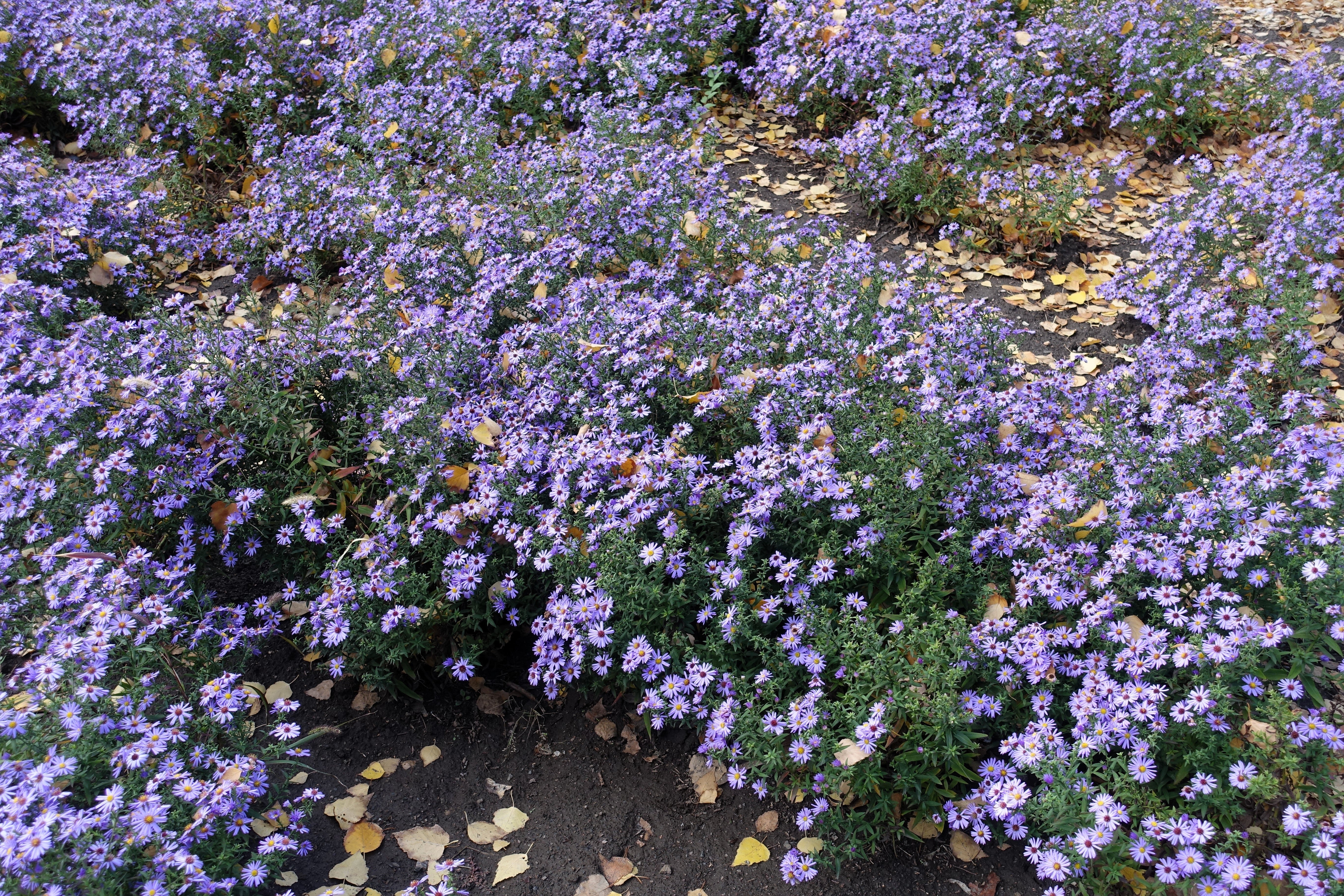 50 Blue RICE BUTTON ASTER Dumosus Flower Seeds - Image 12