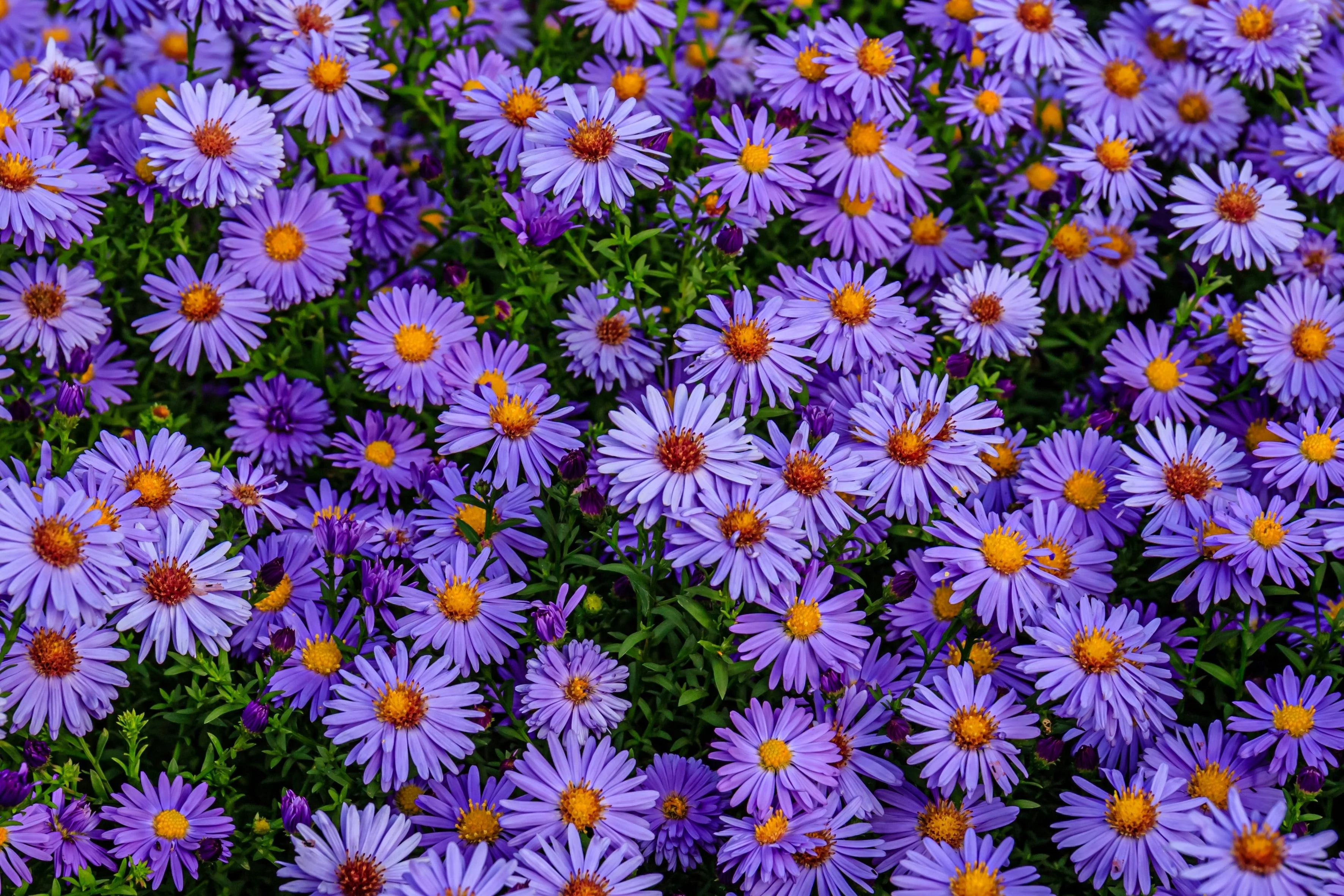 50 Blue RICE BUTTON ASTER Dumosus Flower Seeds - Image 3