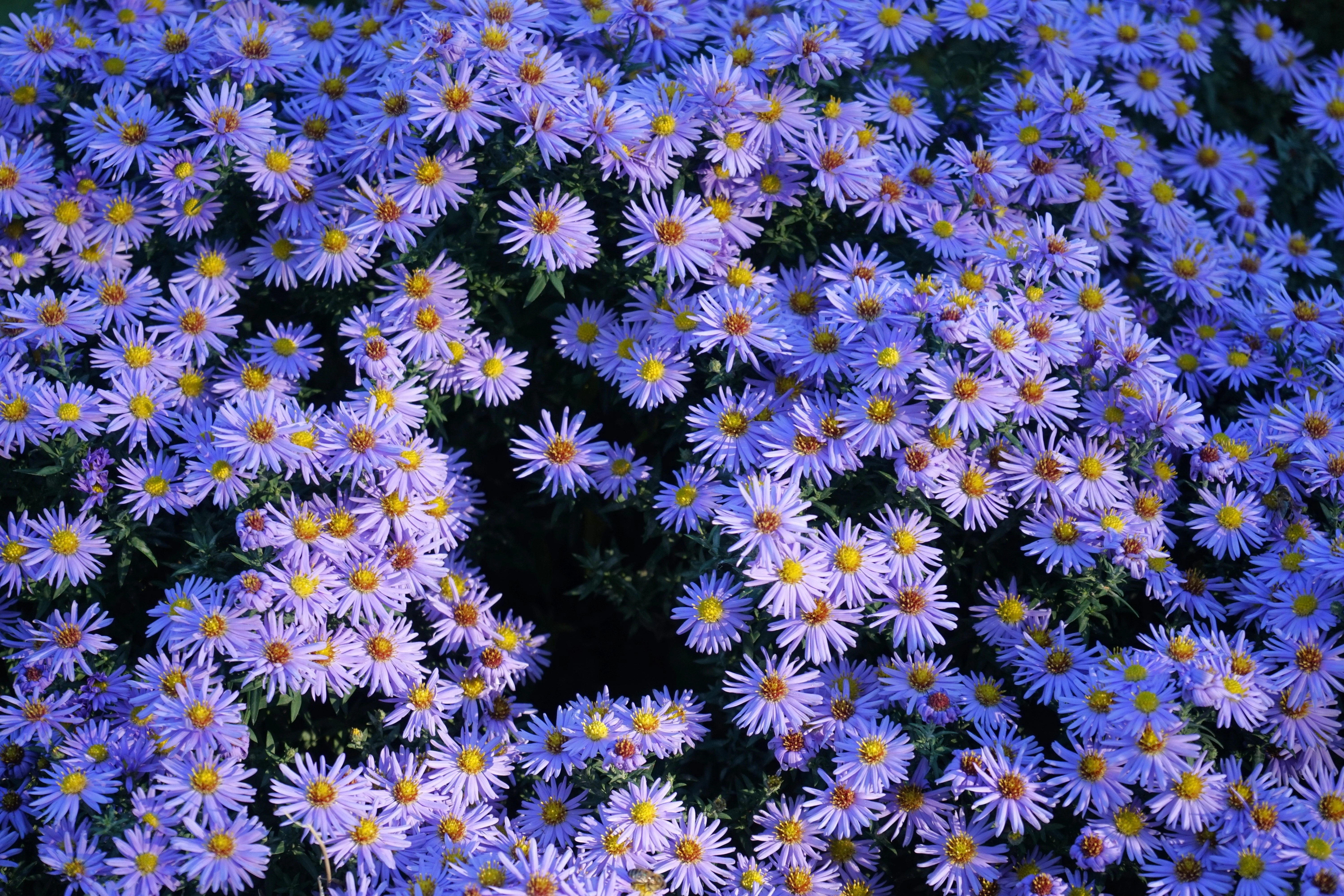 50 Blue RICE BUTTON ASTER Dumosus Flower Seeds - Image 4