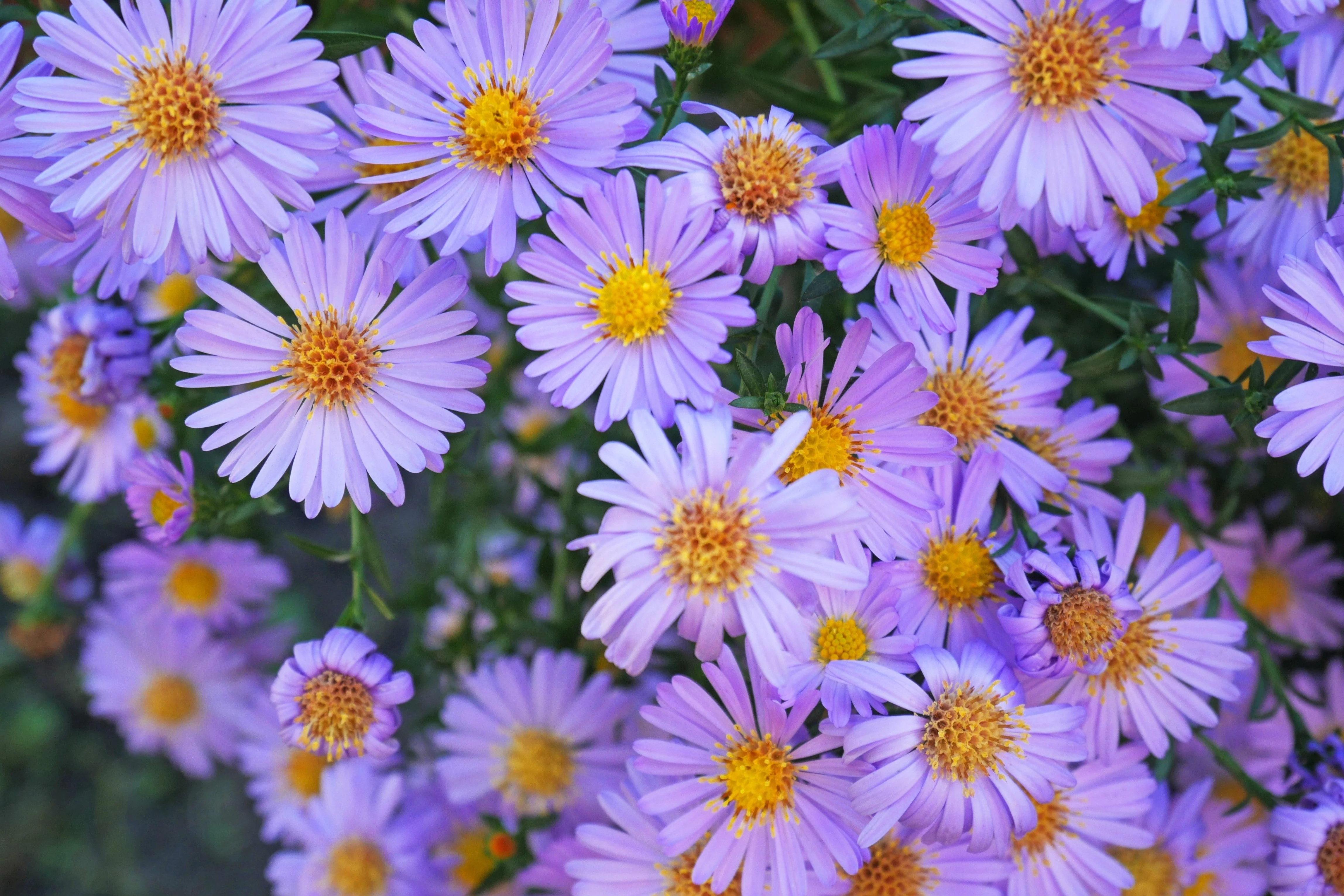 50 Blue RICE BUTTON ASTER Dumosus Flower Seeds - Image 5