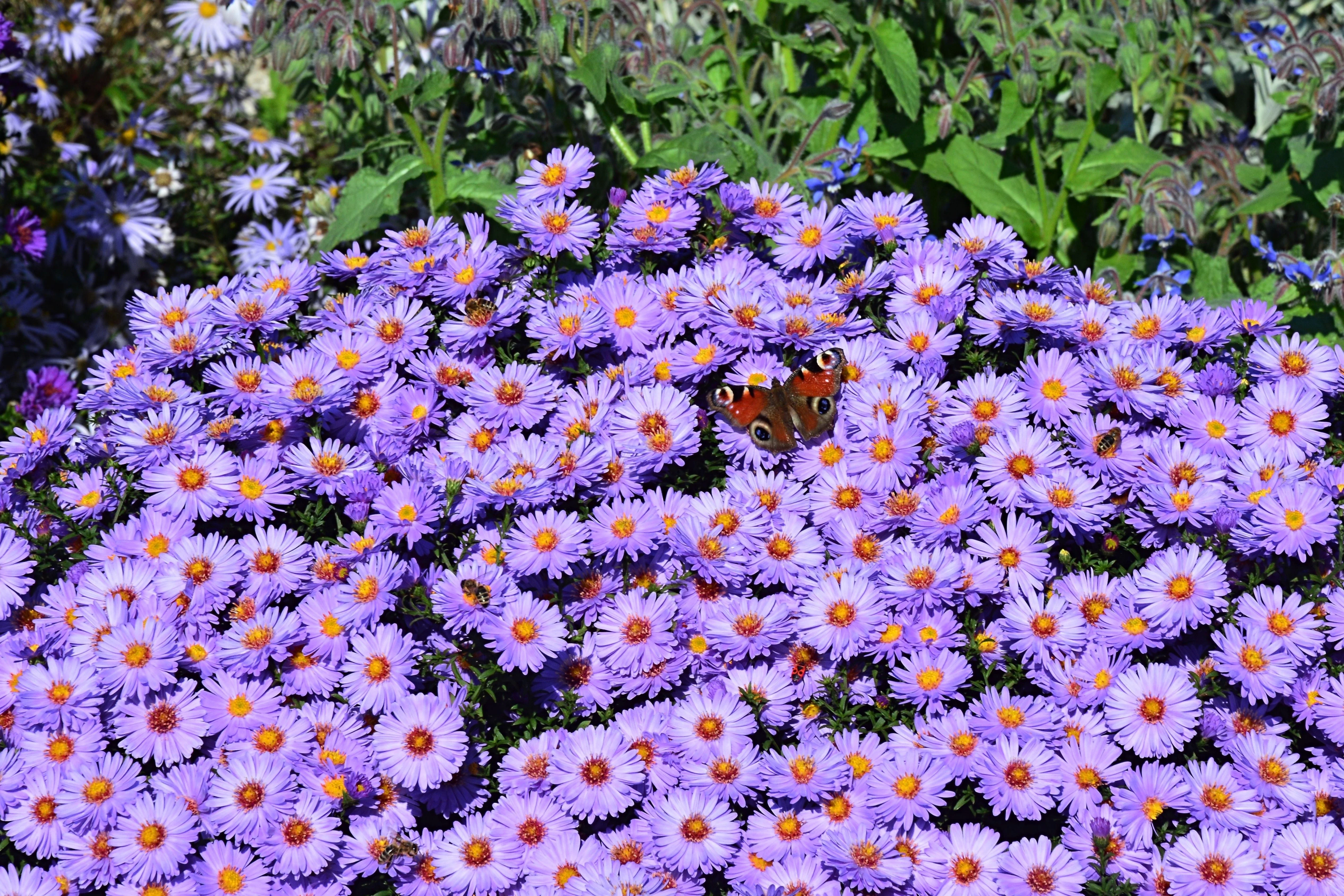 50 Blue RICE BUTTON ASTER Dumosus Flower Seeds - Image 6