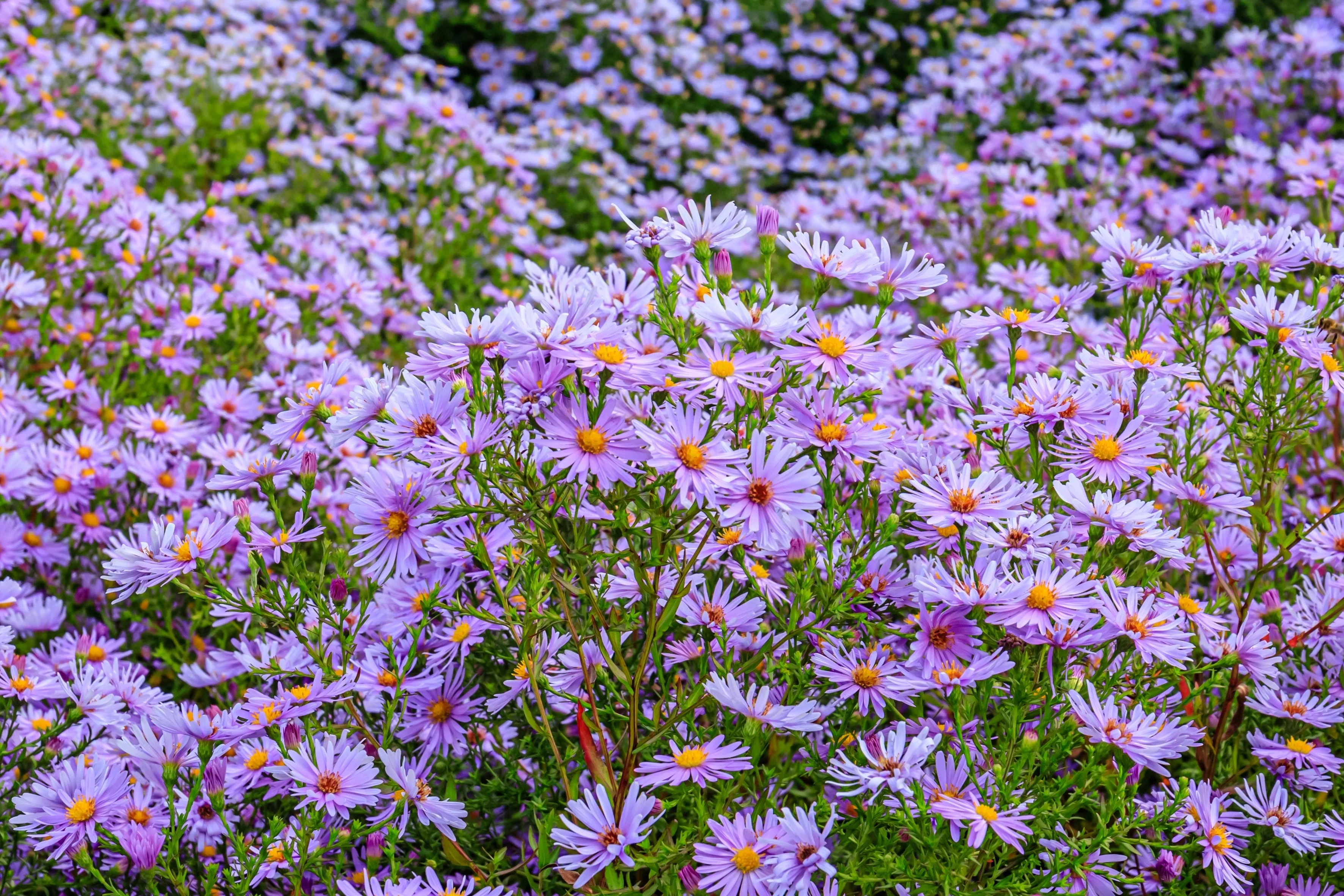 50 Blue RICE BUTTON ASTER Dumosus Flower Seeds - Image 8