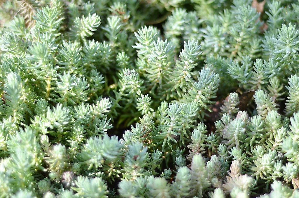 50 BLUE SPRUCE SEDUM Reflexum Succulent Jenny's Stonecrop Goldmoss Yellow Flower Seeds - Image 3