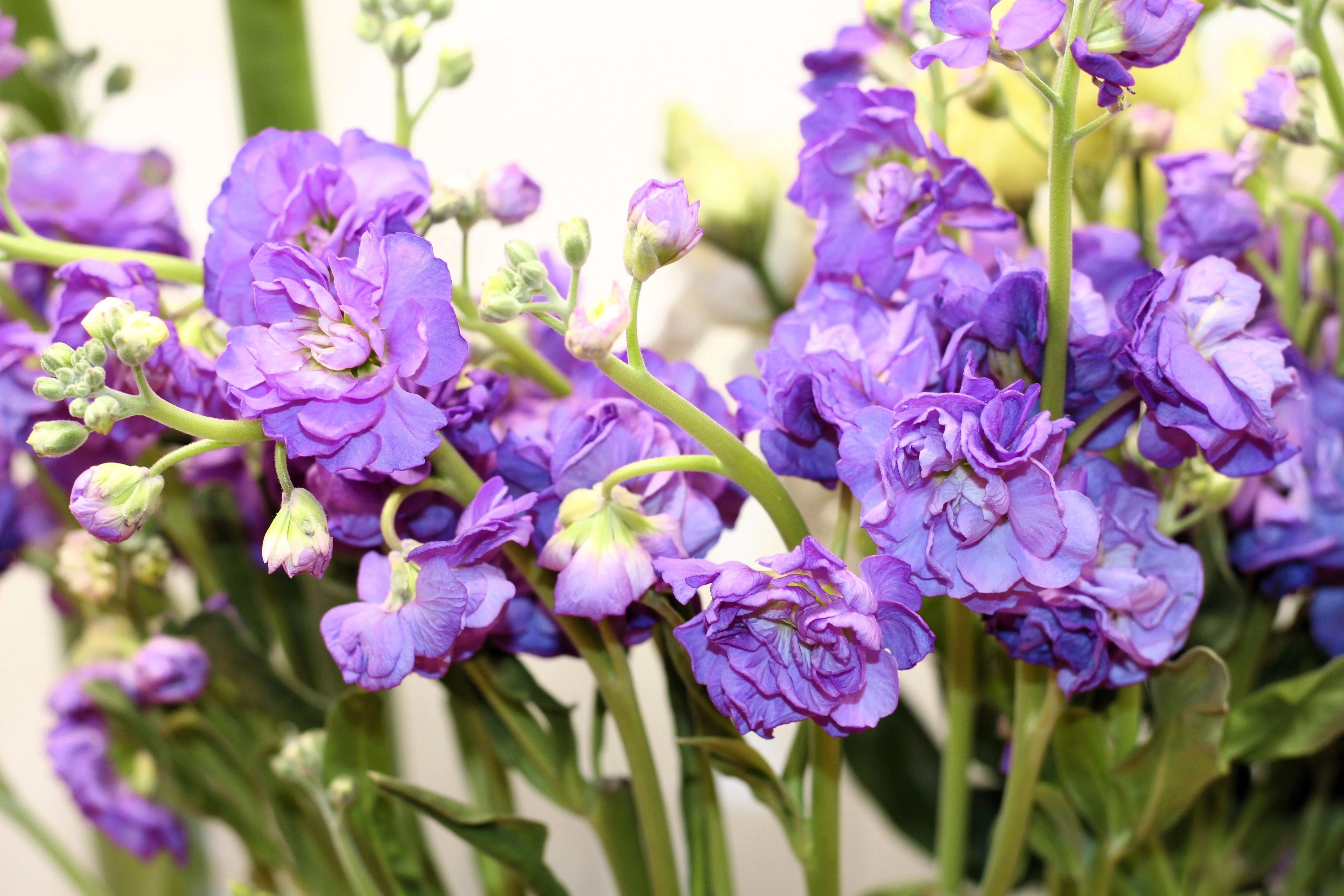 50 BLUE STOCK Matthiola Incana Ten-Week Gillyflower Seeds - Image 6