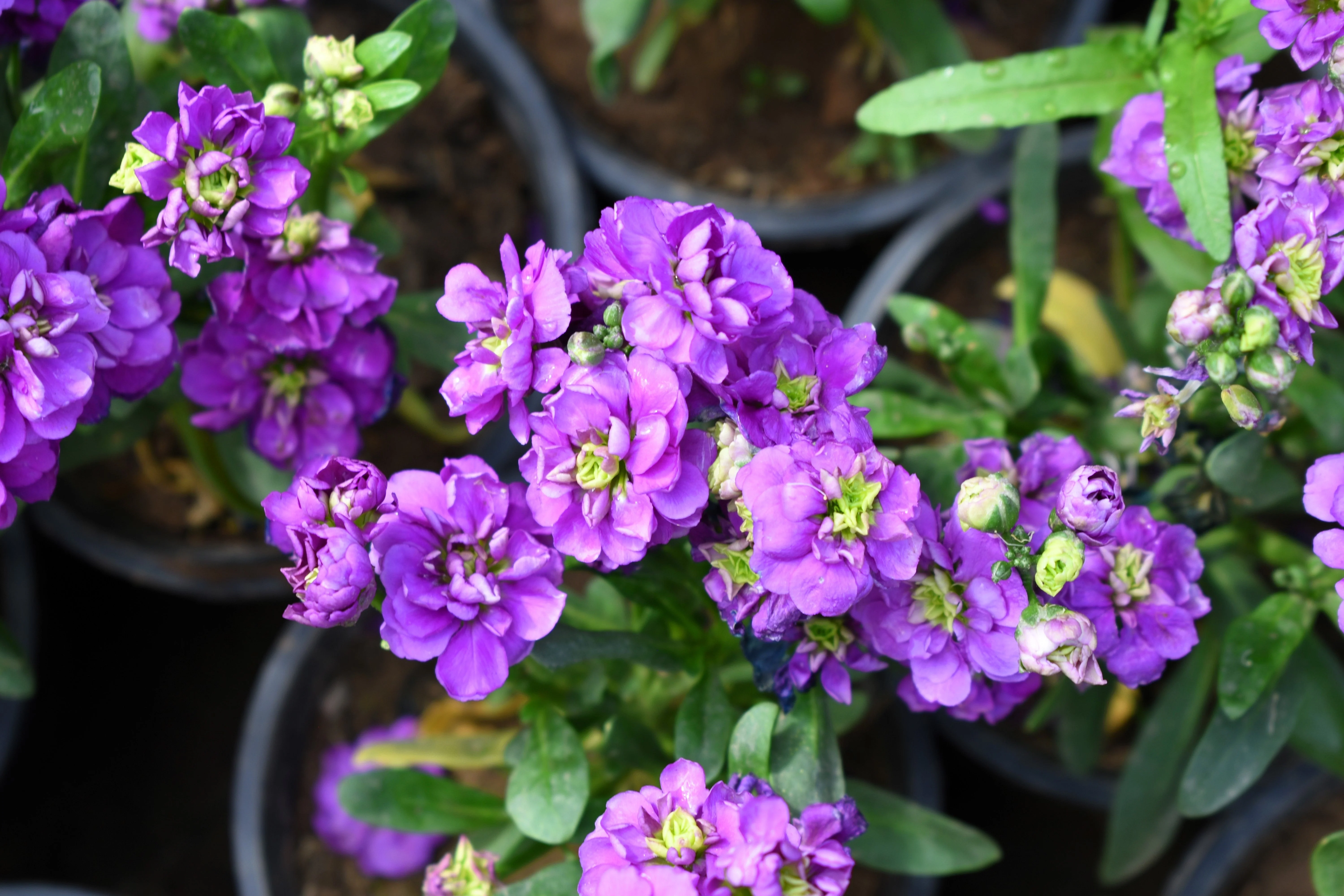 50 BLUE STOCK Matthiola Incana Ten-Week Gillyflower Seeds - Image 9