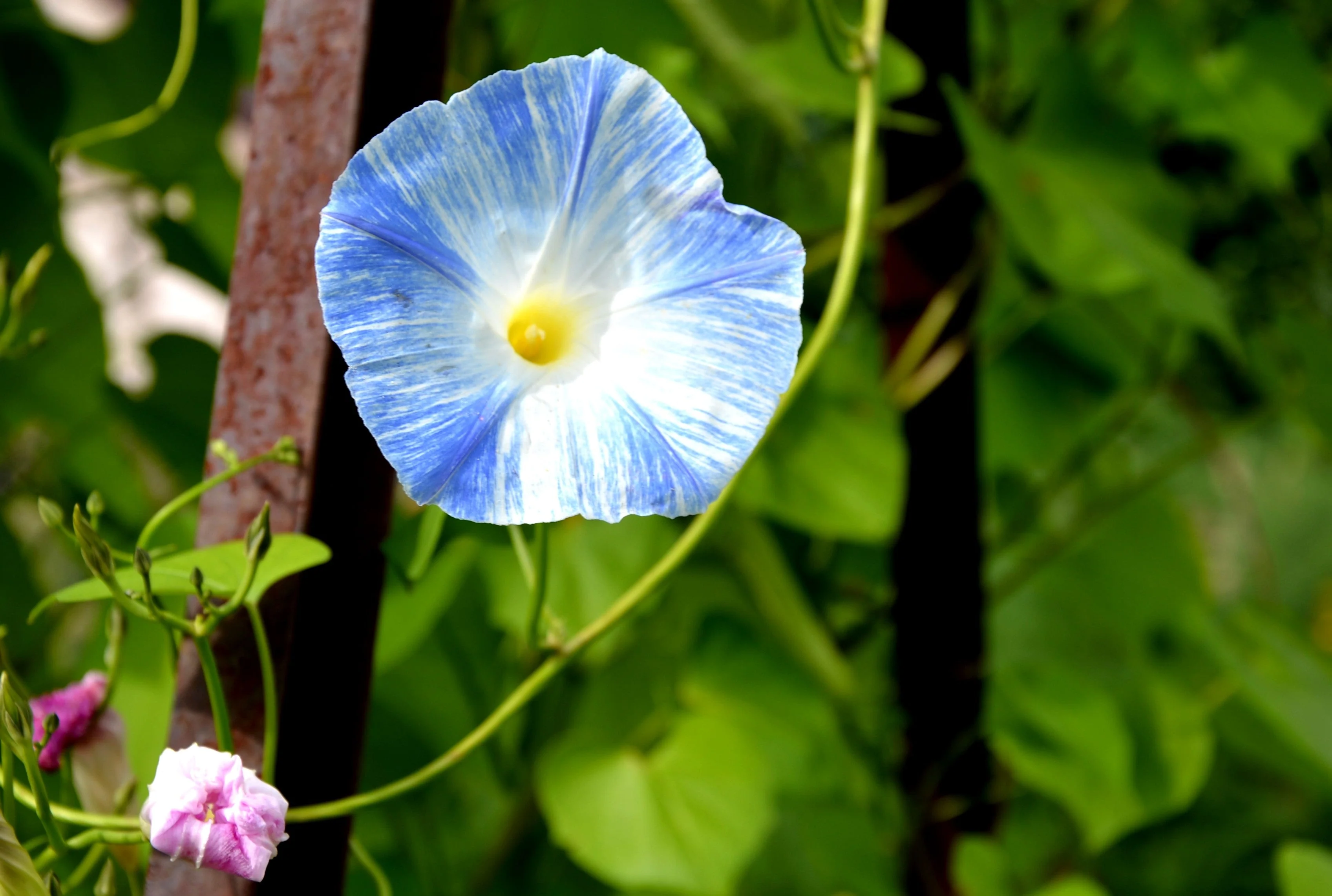 50 Blue & White FLYING Saucers MORNING GLORY Flower Vine Ipomoea Purpurea Seeds - Image 5