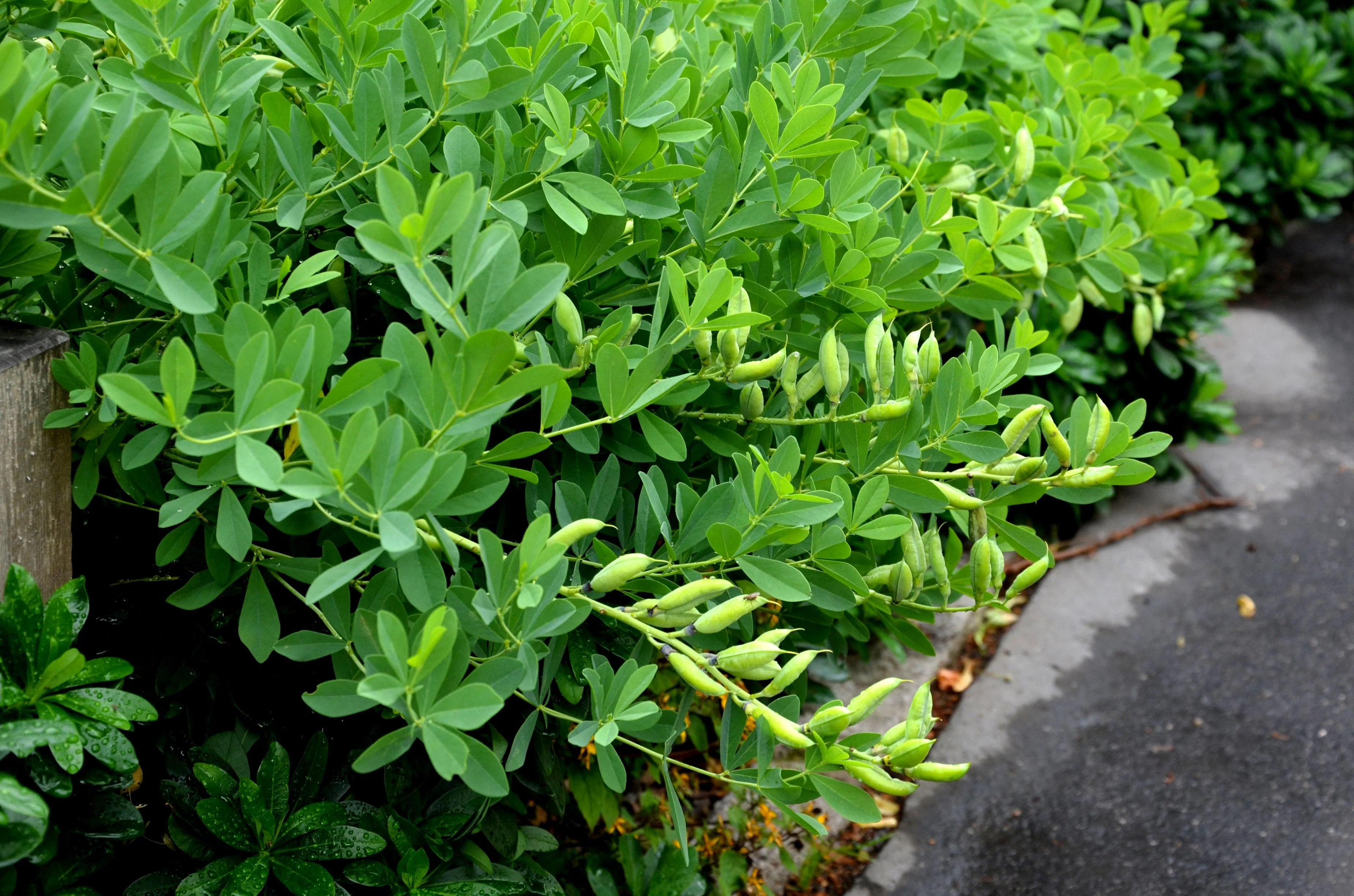 50 BLUE WILD INDIGO (False Indigo) Baptisia Australis Flower Seeds - Image 10