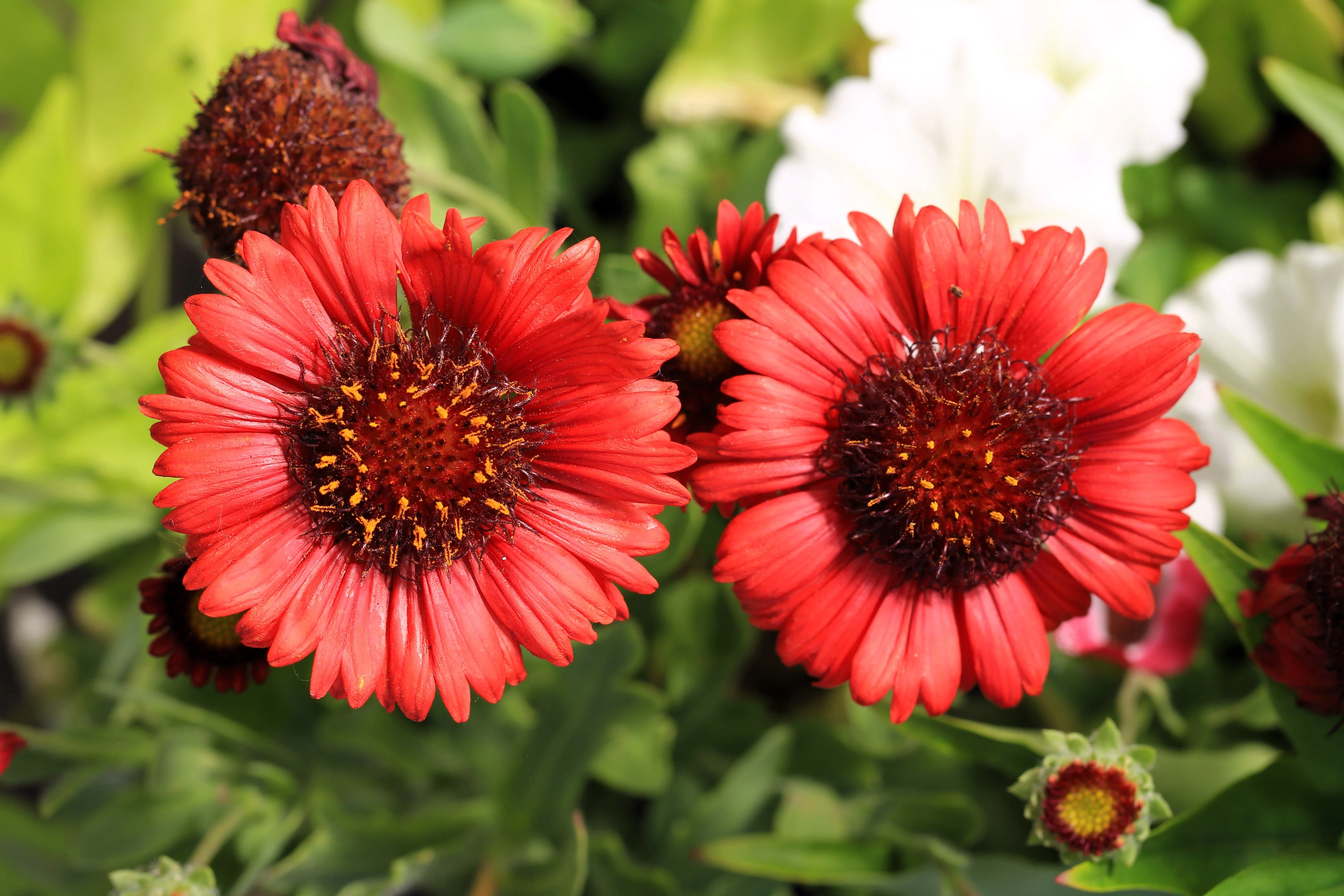 50 BURGUNDY GAILLARDIA Red Indian Blanket Flower Seeds - Image 3
