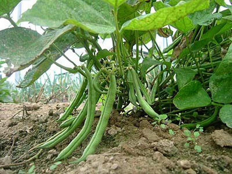 50 BURPEE STRINGLESS Green Pod BEAN French Phaseolus Vulgaris Vegetable Seeds - Image 5