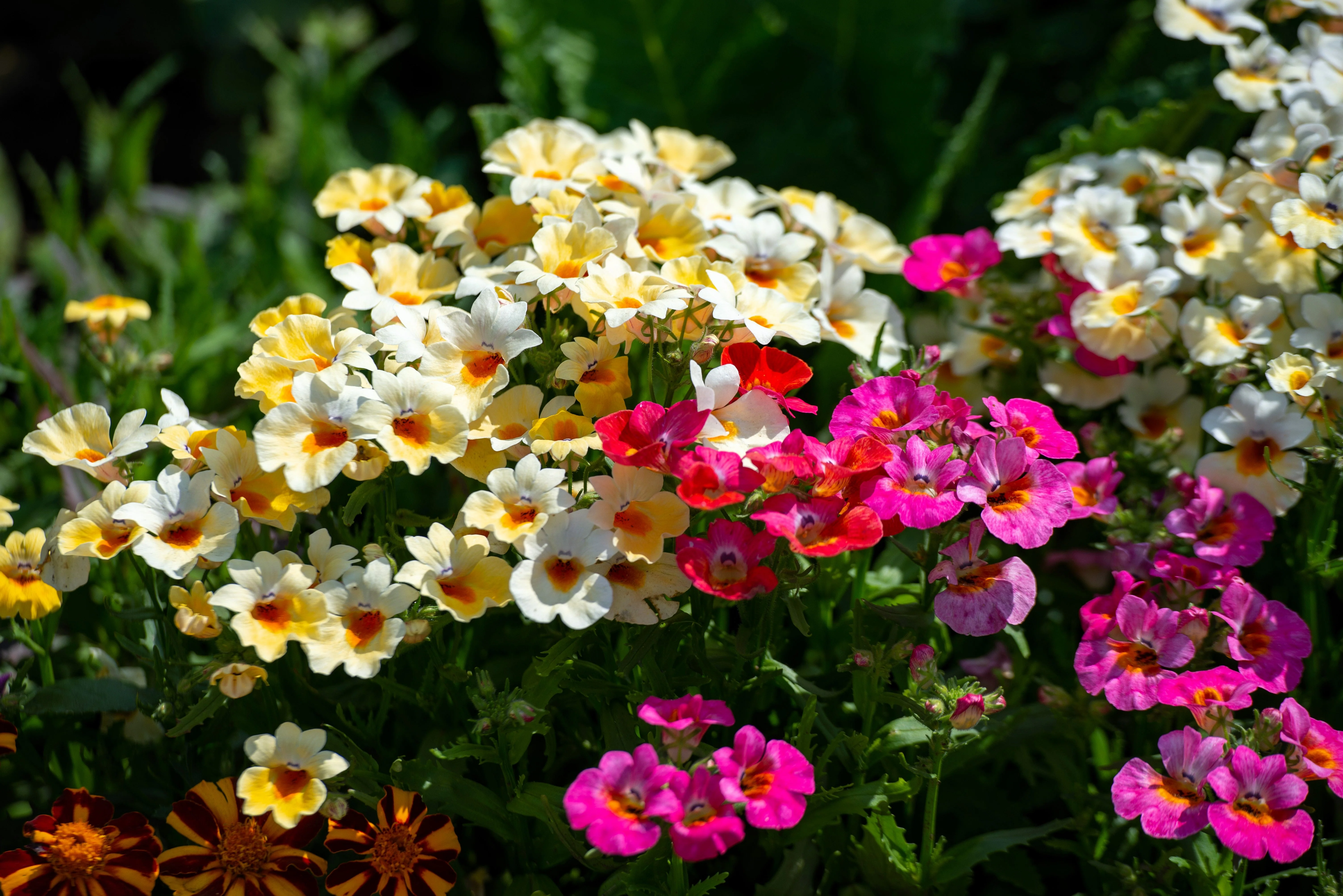 50 CARNIVAL MIX NEMESIA Strumosa Mixed Colors Flower Seeds - Image 4
