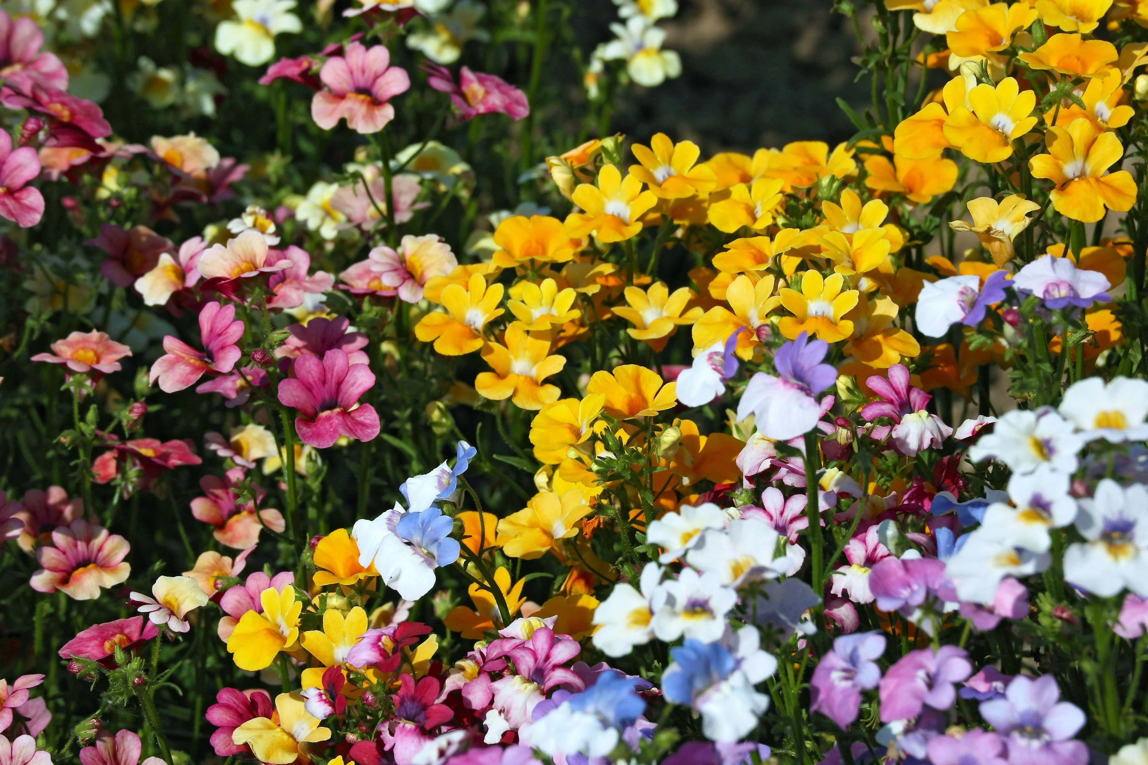 50 CARNIVAL MIX NEMESIA Strumosa Mixed Colors Flower Seeds - Image 8