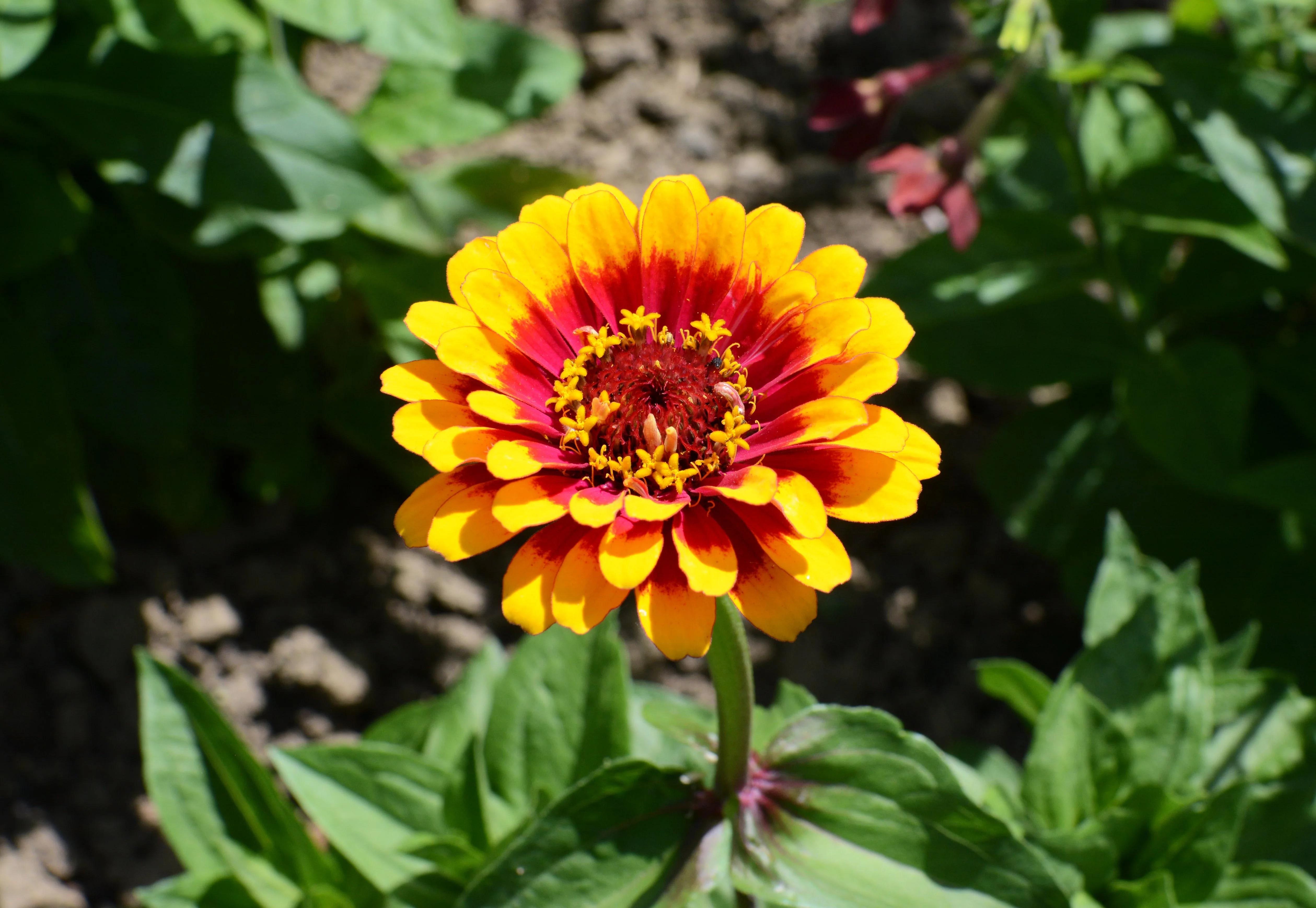 50 CAROUSEL MIX ZINNIA Elegans Carrousel Whirligig Mixed Colors Bicolor Flower Seeds - Image 4