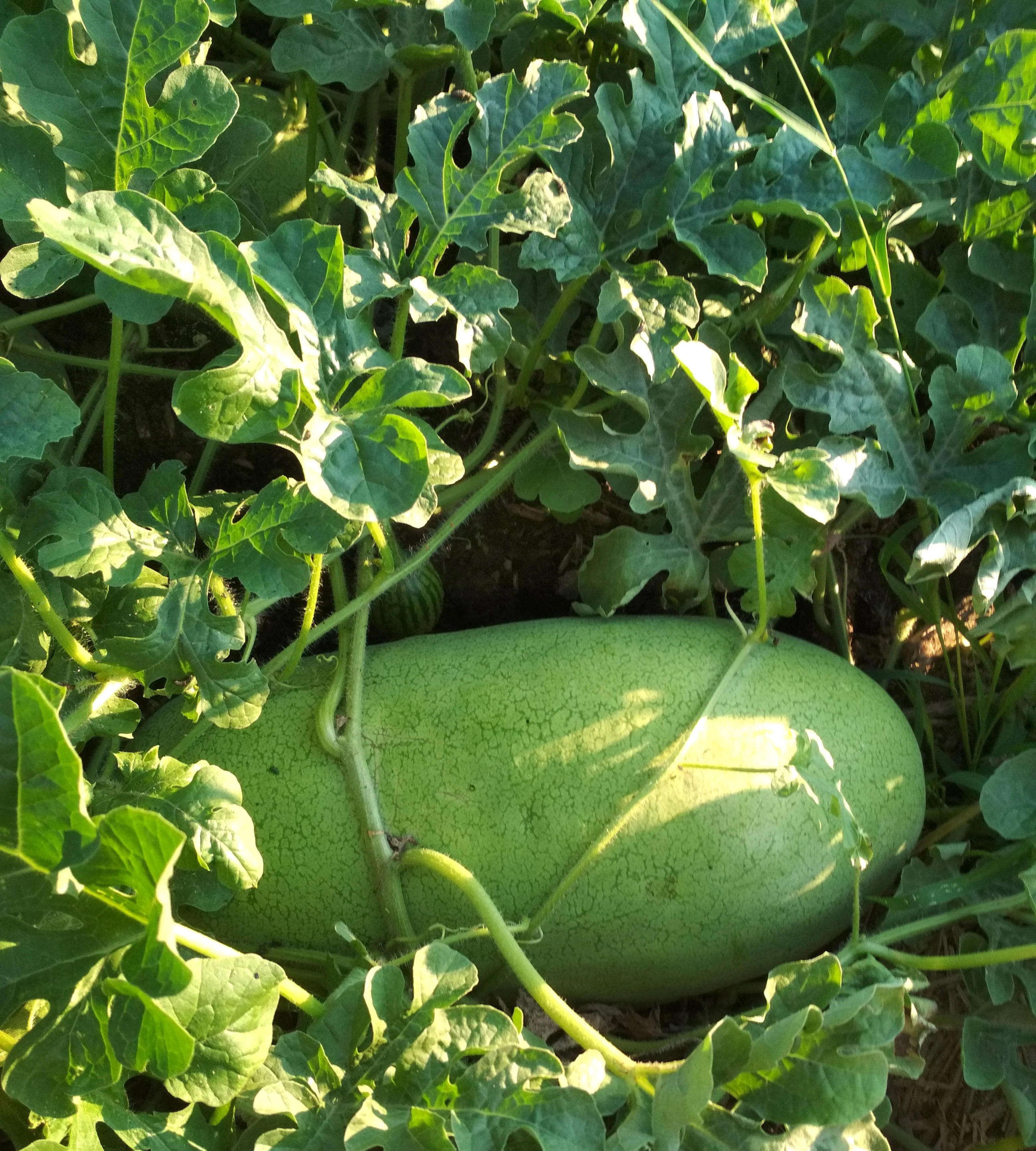 50 CHARLESTON GRAY WATERMELON Citrullus Lanatus Red Fruit Melon Seeds - Image 6