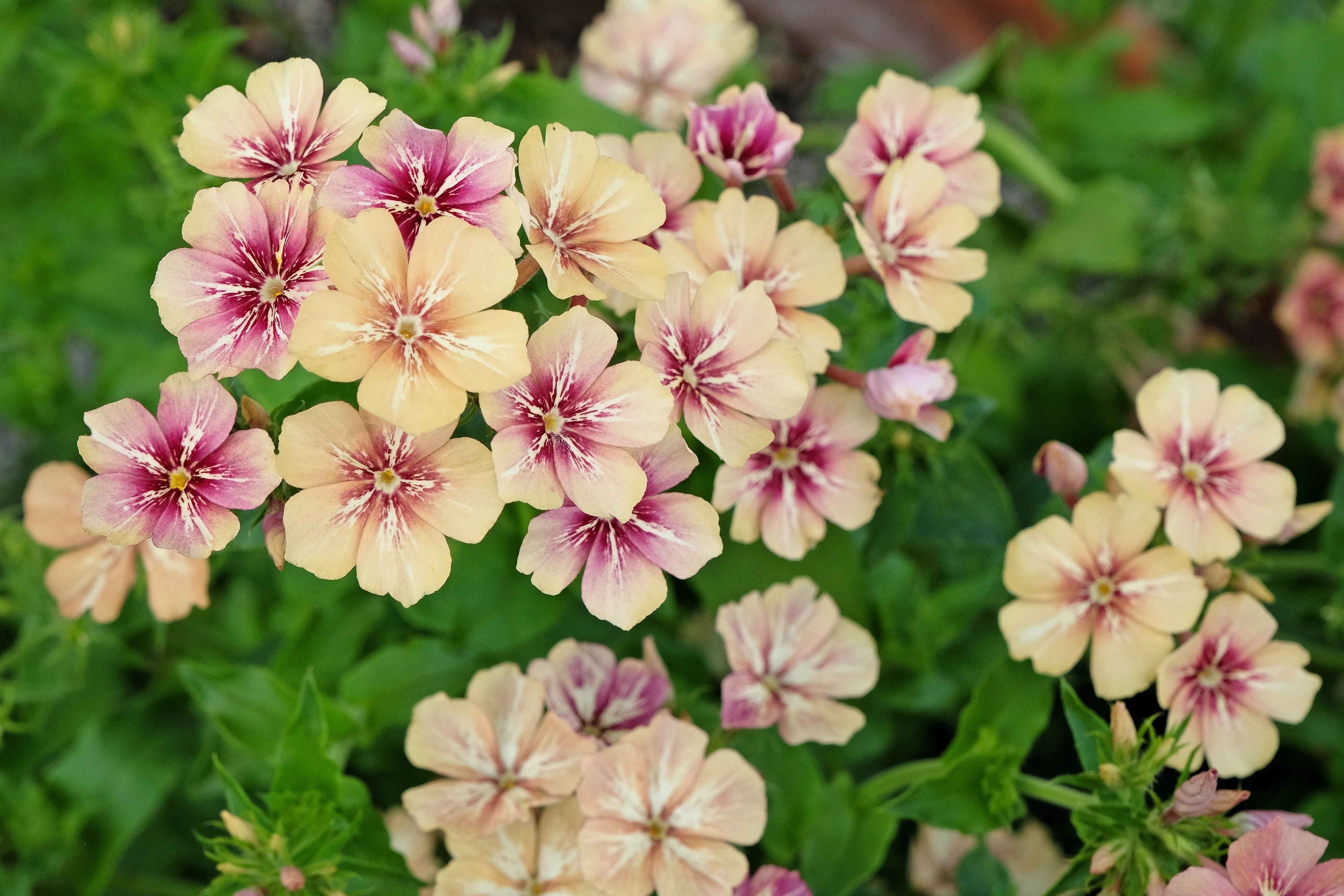 50 CHERRY CARAMEL PHLOX Drummondii Bicolor Pink Flower Seeds - Image 3
