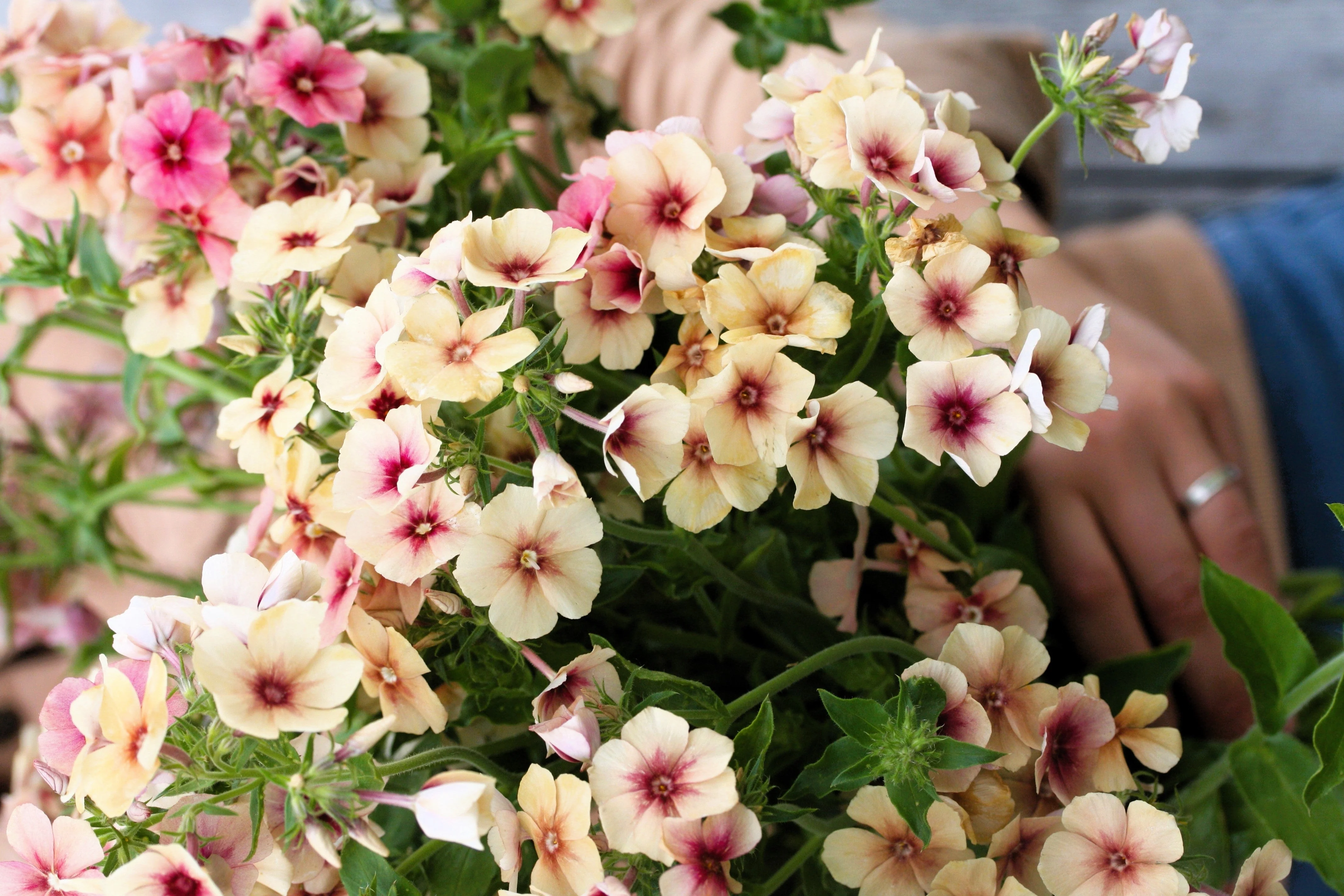 50 CHERRY CARAMEL PHLOX Drummondii Bicolor Pink Flower Seeds - Image 4