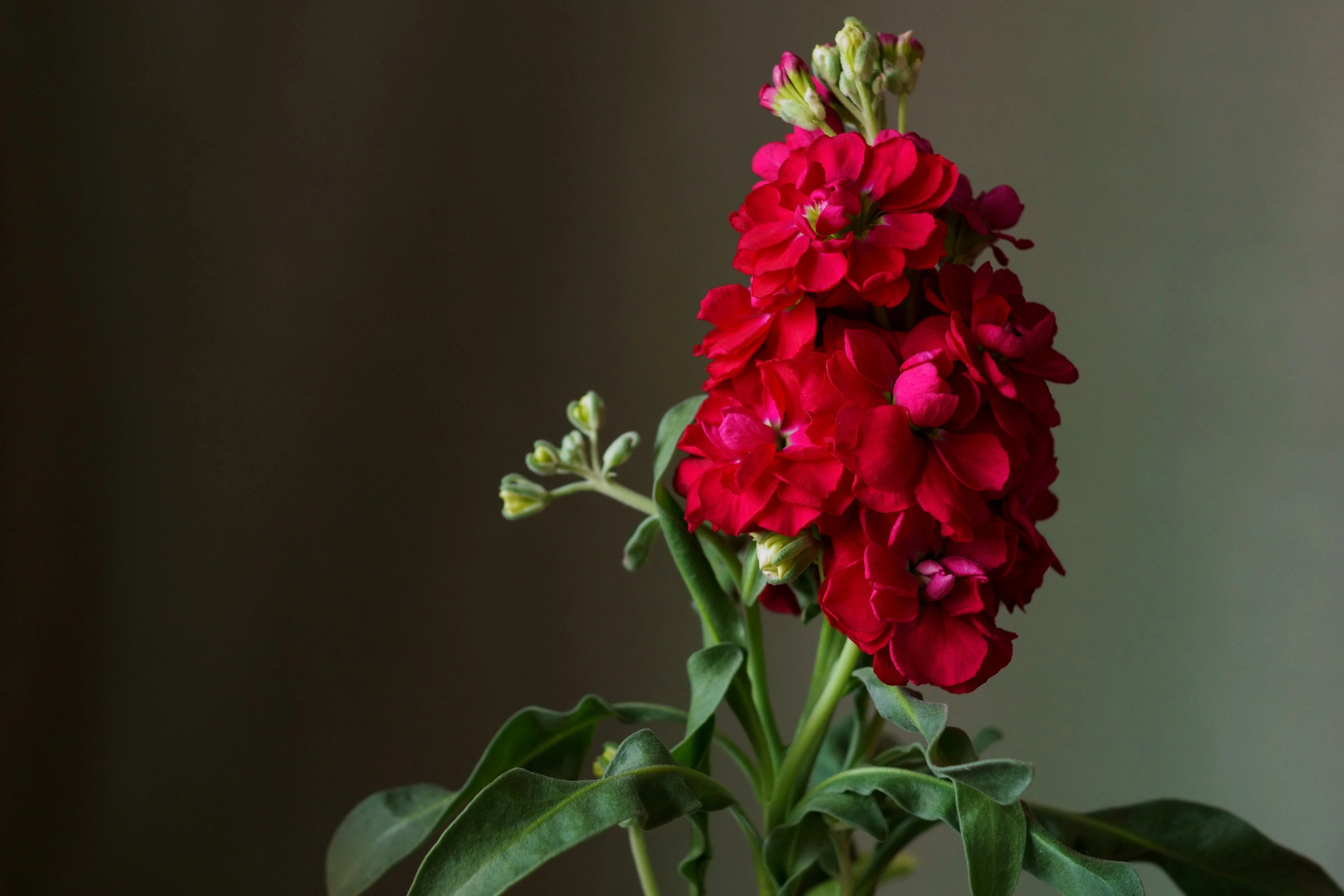 50 Crimson RED STOCK Matthiola Incana Ten-Week Gillyflower Seeds - Image 4